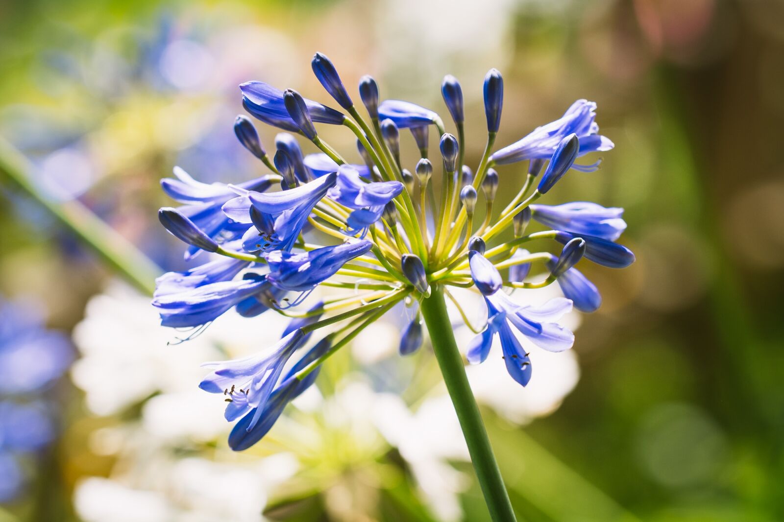 Nikon D7100 sample photo. Agapanthus, amaryllidaceae, blue photography
