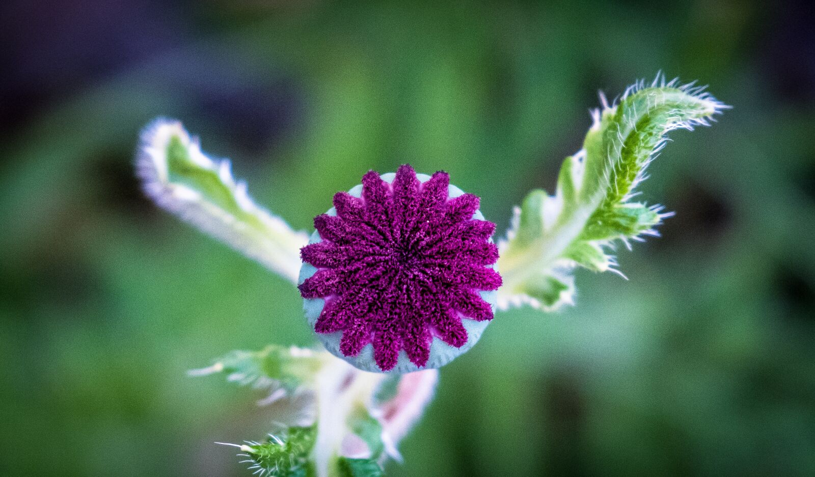Fujifilm X-T2 sample photo. Poppy, bud, green photography