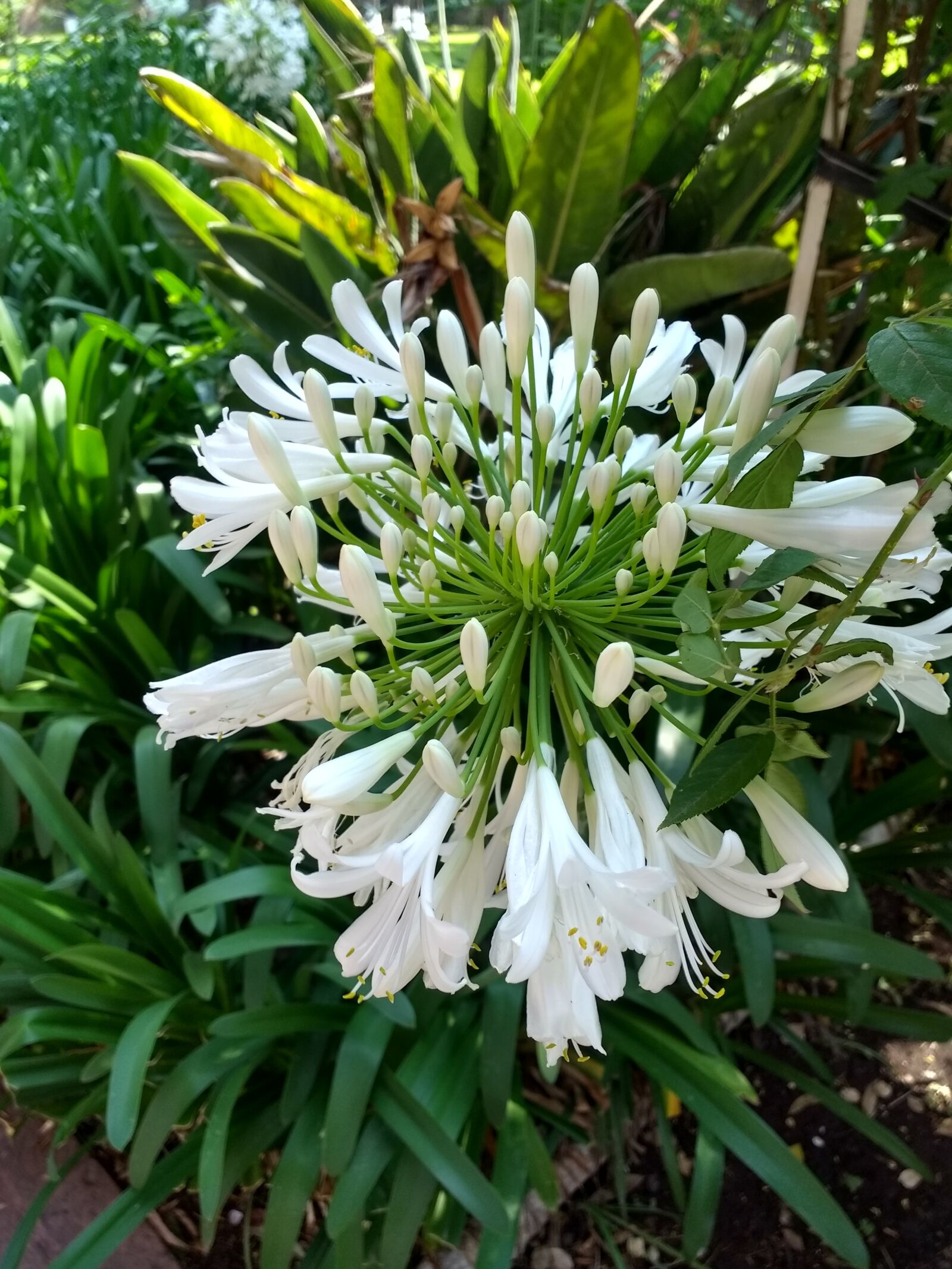 Motorola Moto G (4) sample photo. Nature, flower, petal photography