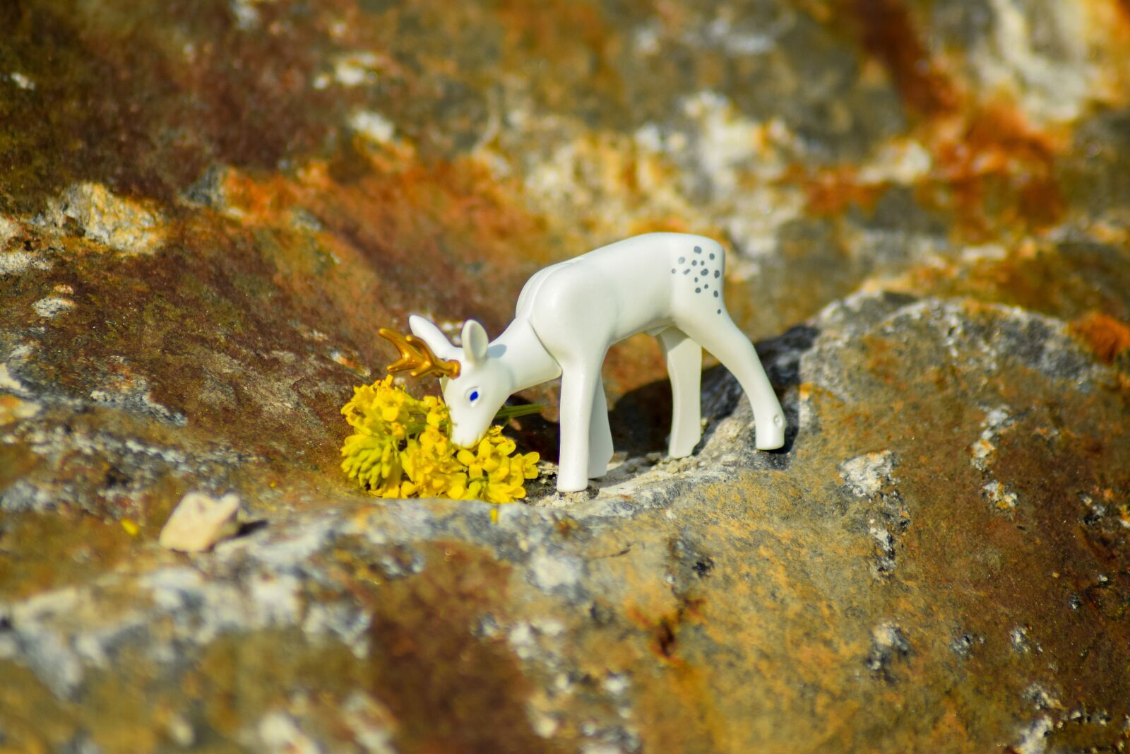 Nikon D5300 sample photo. Wild animal, roe deer photography
