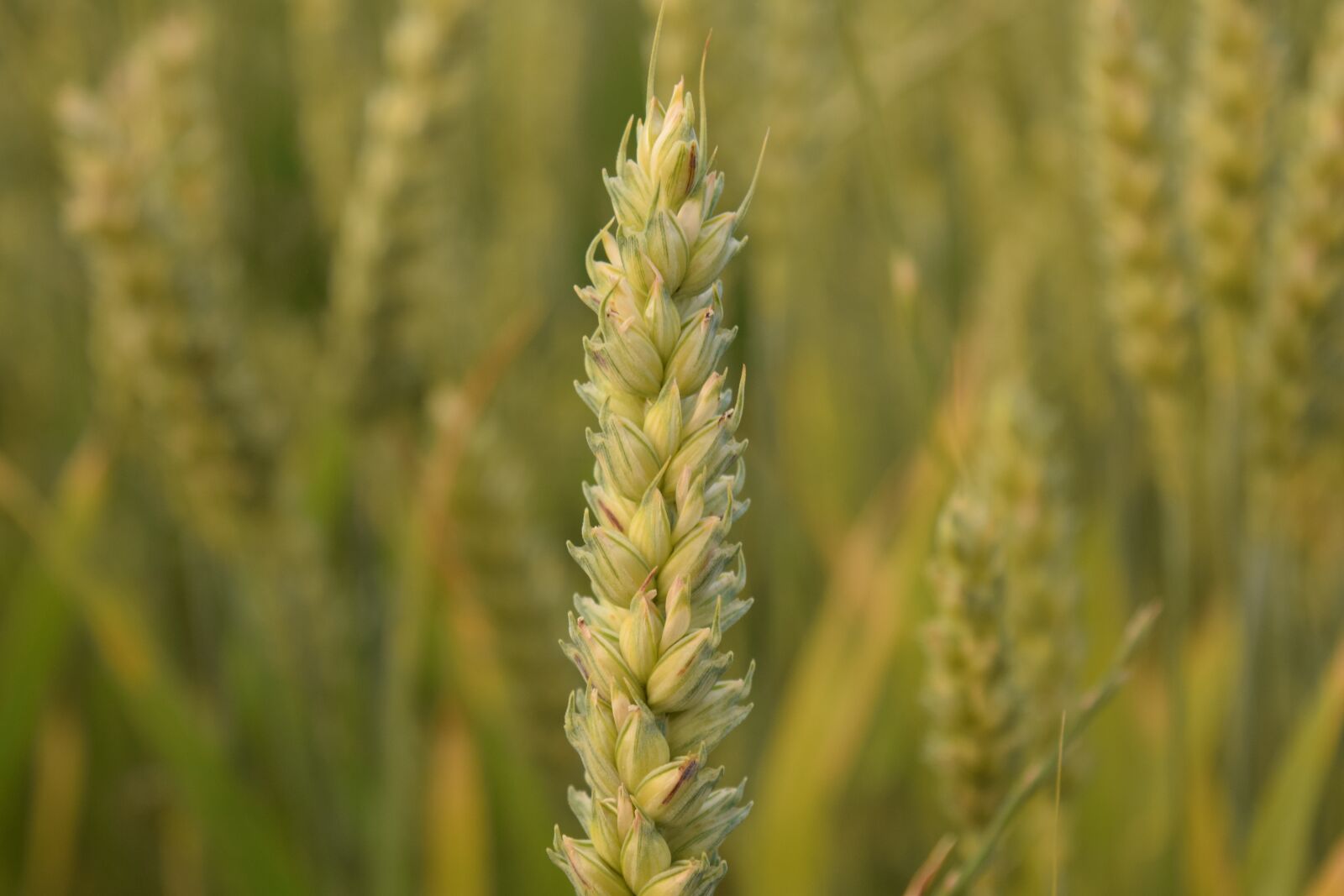Nikon D3300 sample photo. Wheat, wheat field, cereals photography
