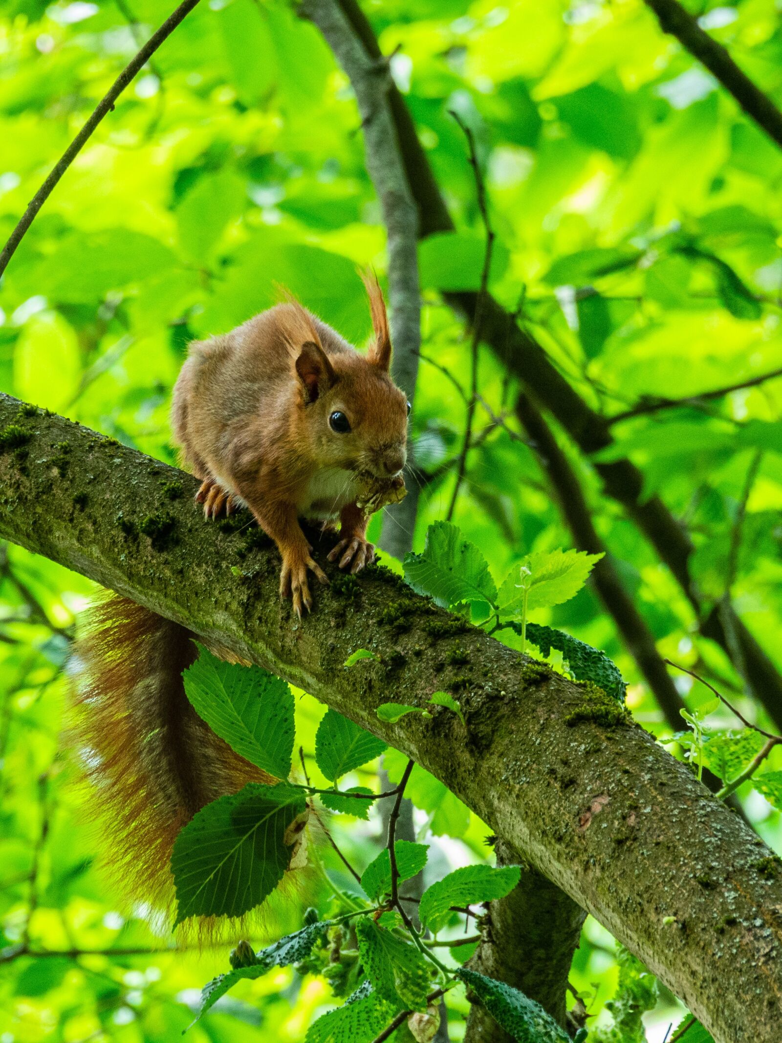Olympus M.Zuiko Digital ED 12-200mm F3.5-6.3 sample photo. The squirrel, branch, redheaded photography