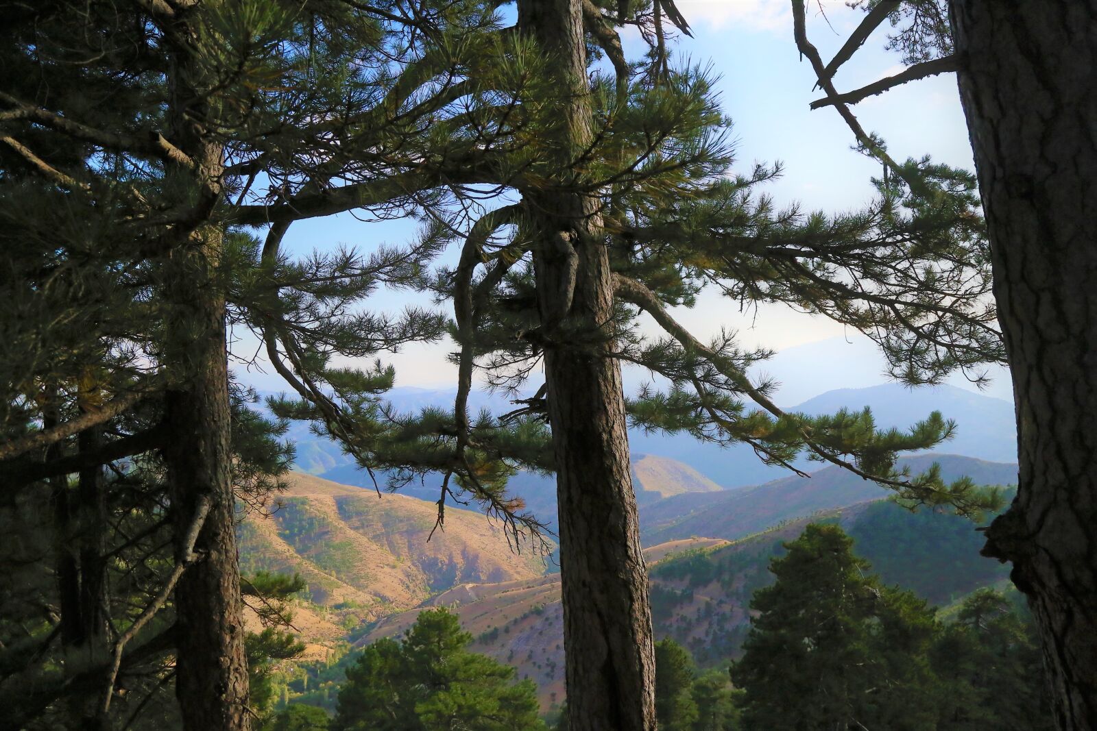 Canon EF 24-105mm F4L IS USM sample photo. Highs, mountains, forest photography