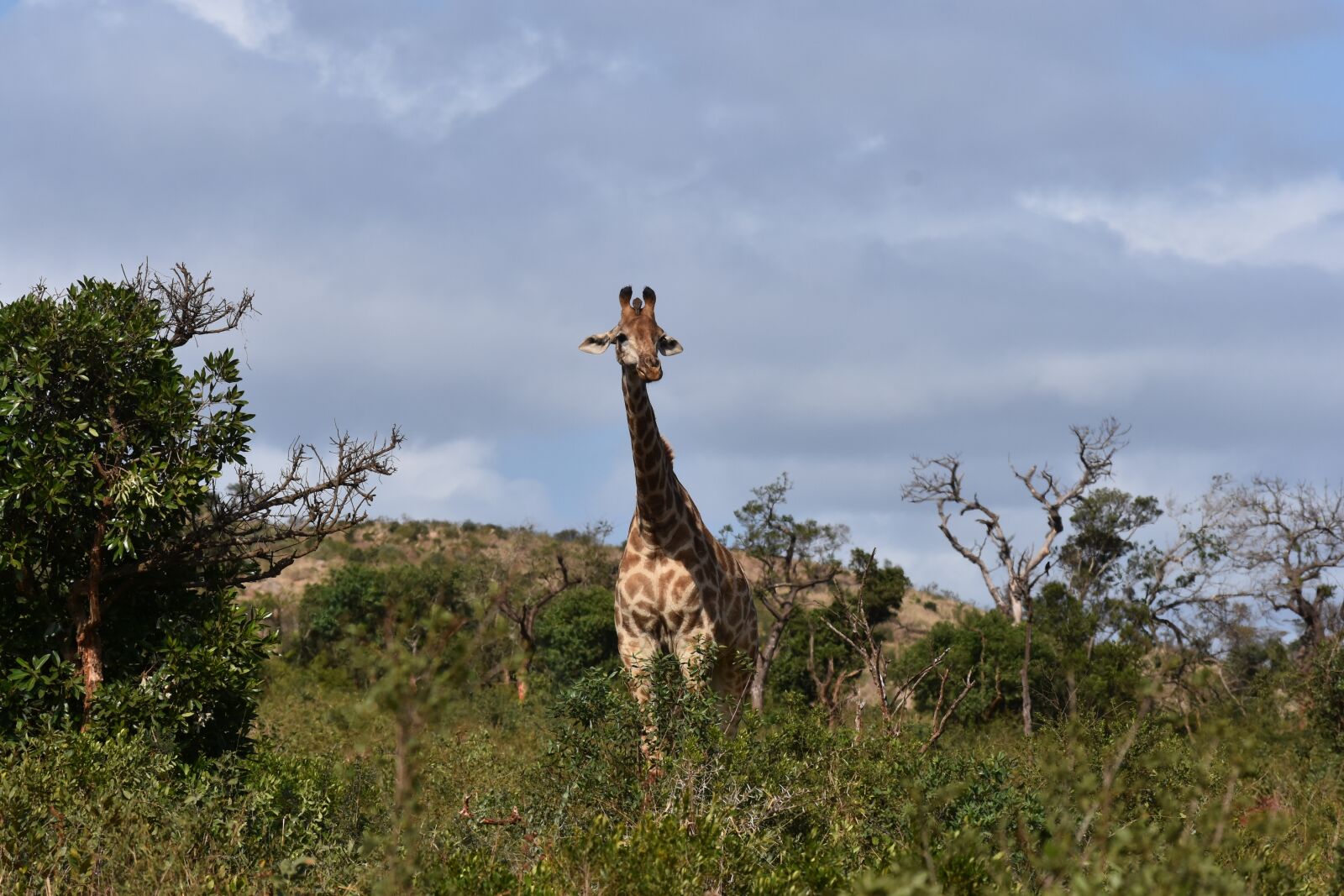 Nikon D7200 sample photo. Giraffe, south africa, wild photography