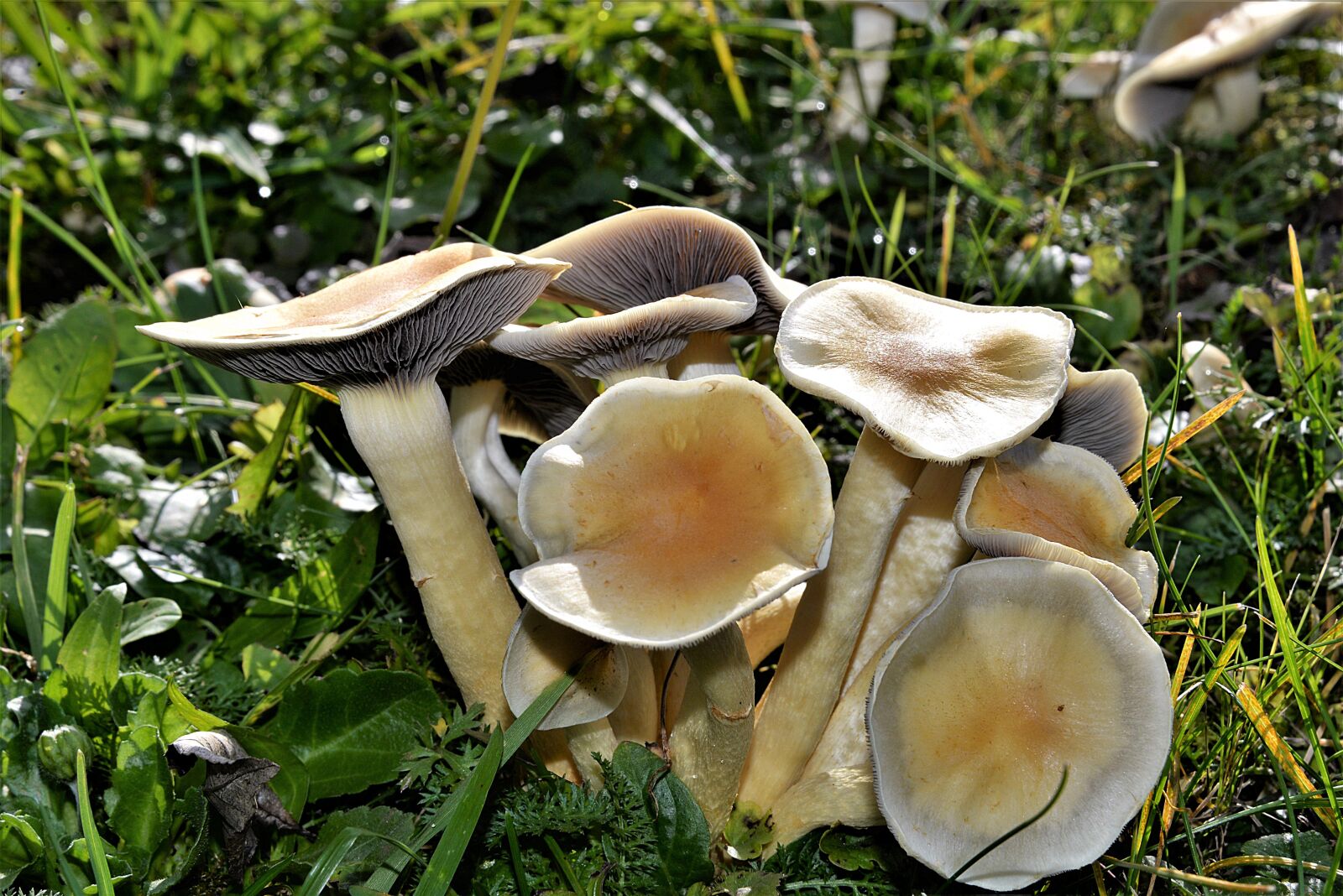 Nikon D610 sample photo. Mushrooms, agarics, mushroom photography