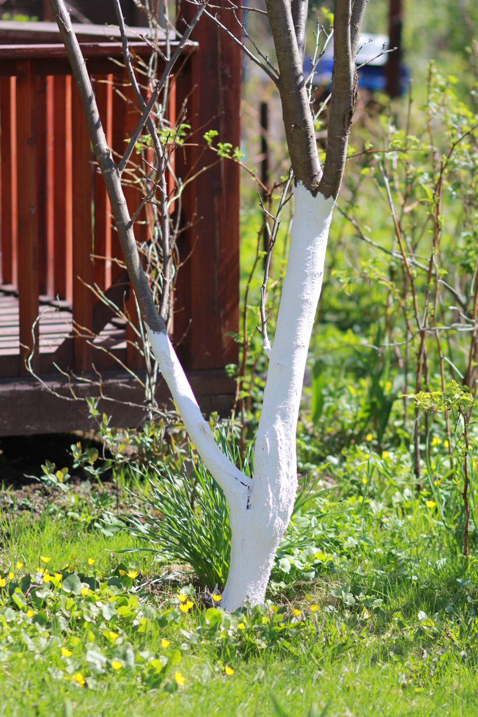 Canon EOS 60D + Canon EF 100mm F2.0 USM sample photo. Spring, whitewashing of trees photography