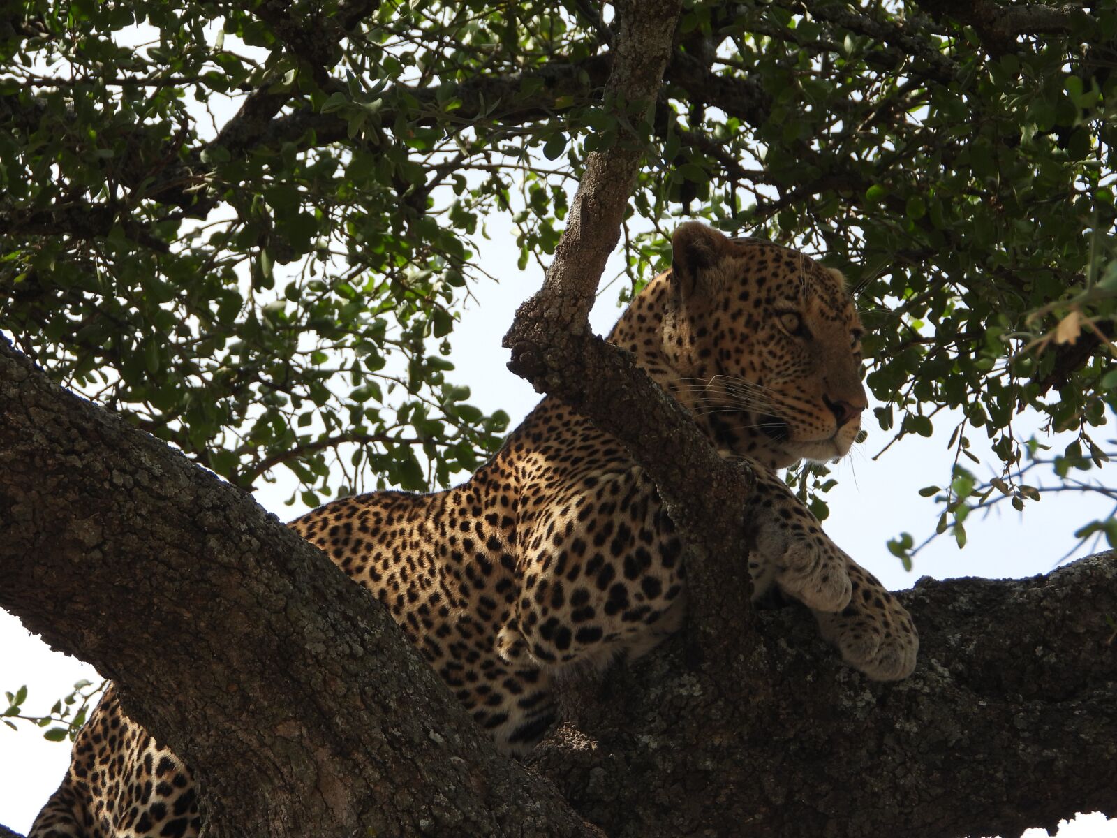 Nikon Coolpix P1000 sample photo. Leopard, tanzania, serengeti photography