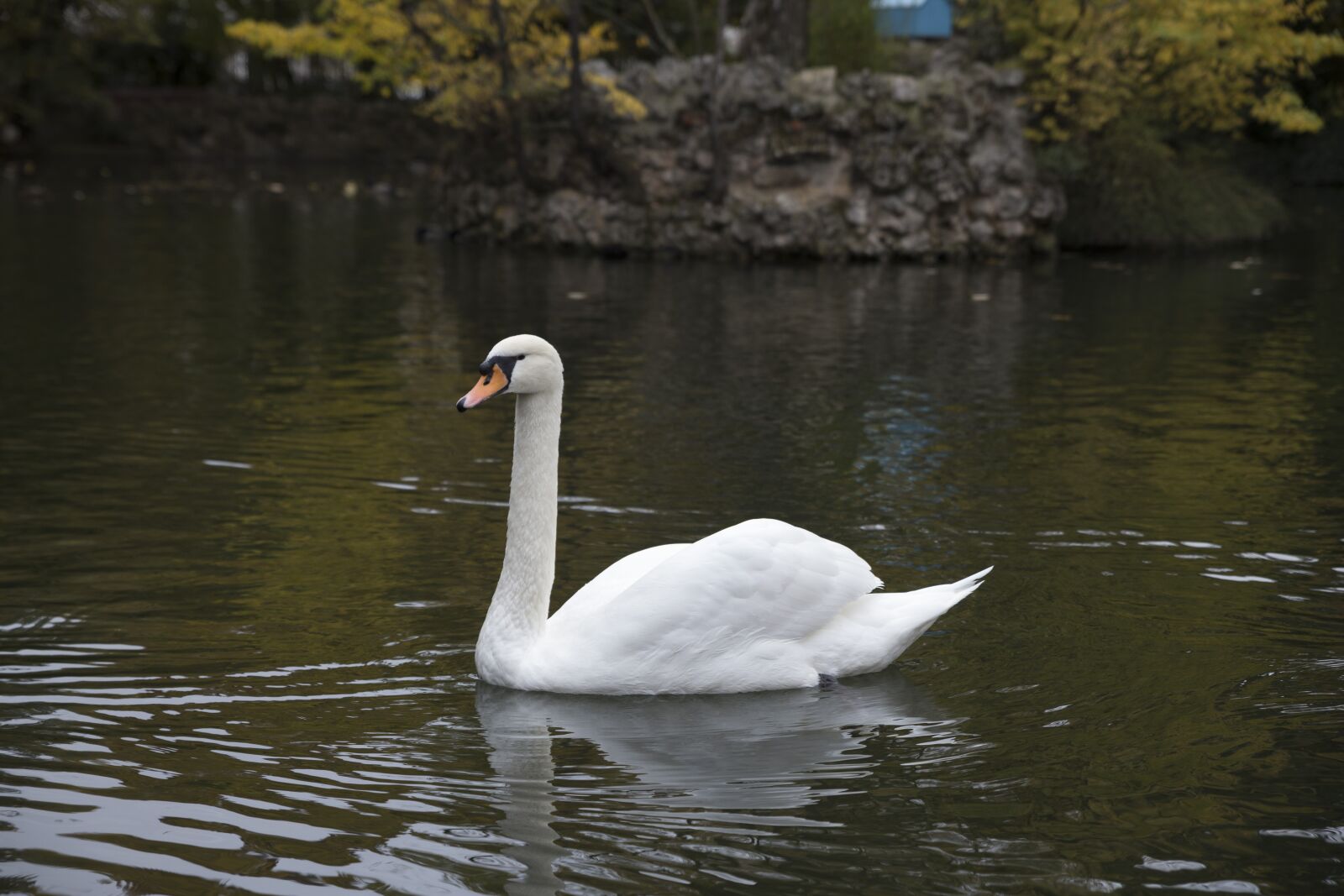 Canon EOS 6D sample photo. Swan, white, beauty photography