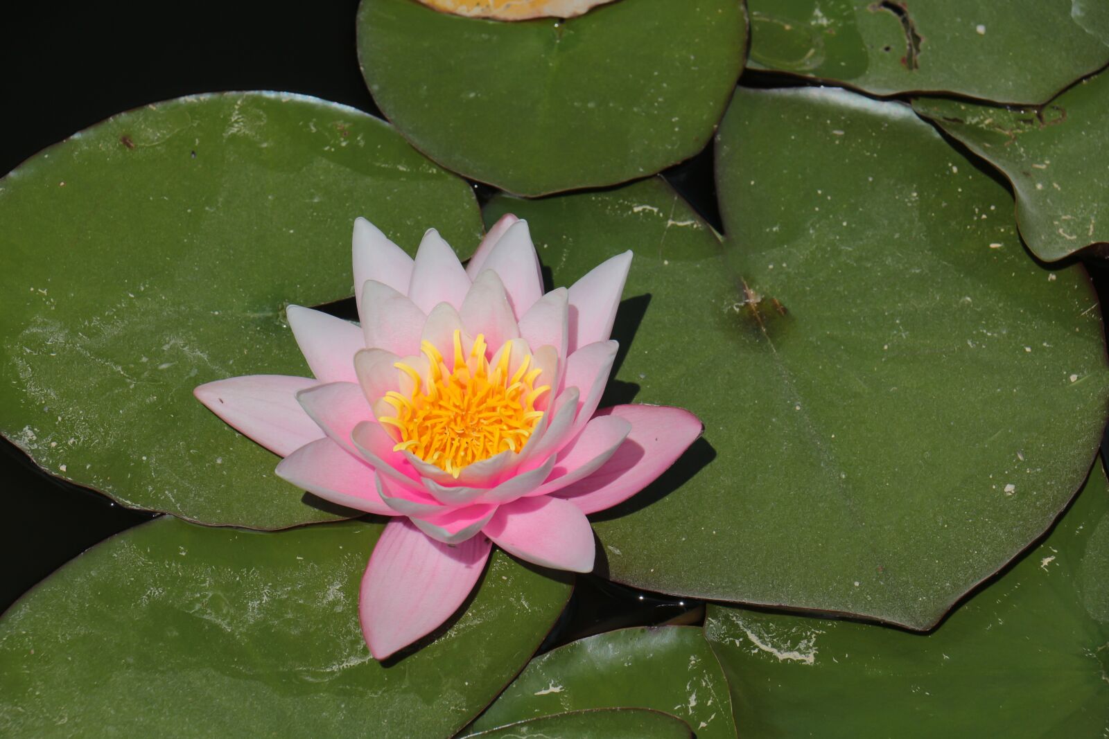 Canon EOS 700D (EOS Rebel T5i / EOS Kiss X7i) sample photo. Water lily, water, pond photography