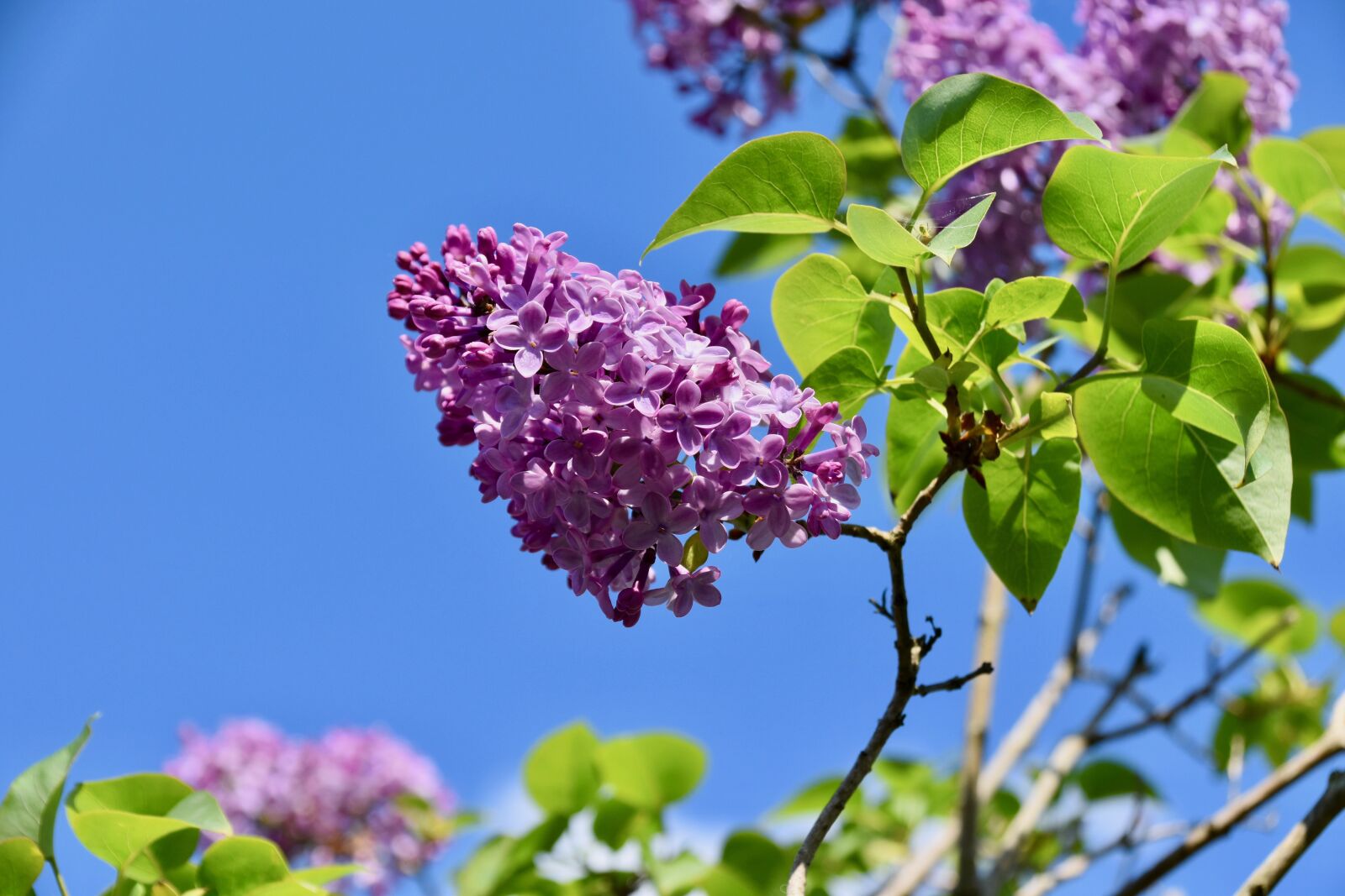 Nikon D5600 sample photo. Flower, flower lilac, shrub photography