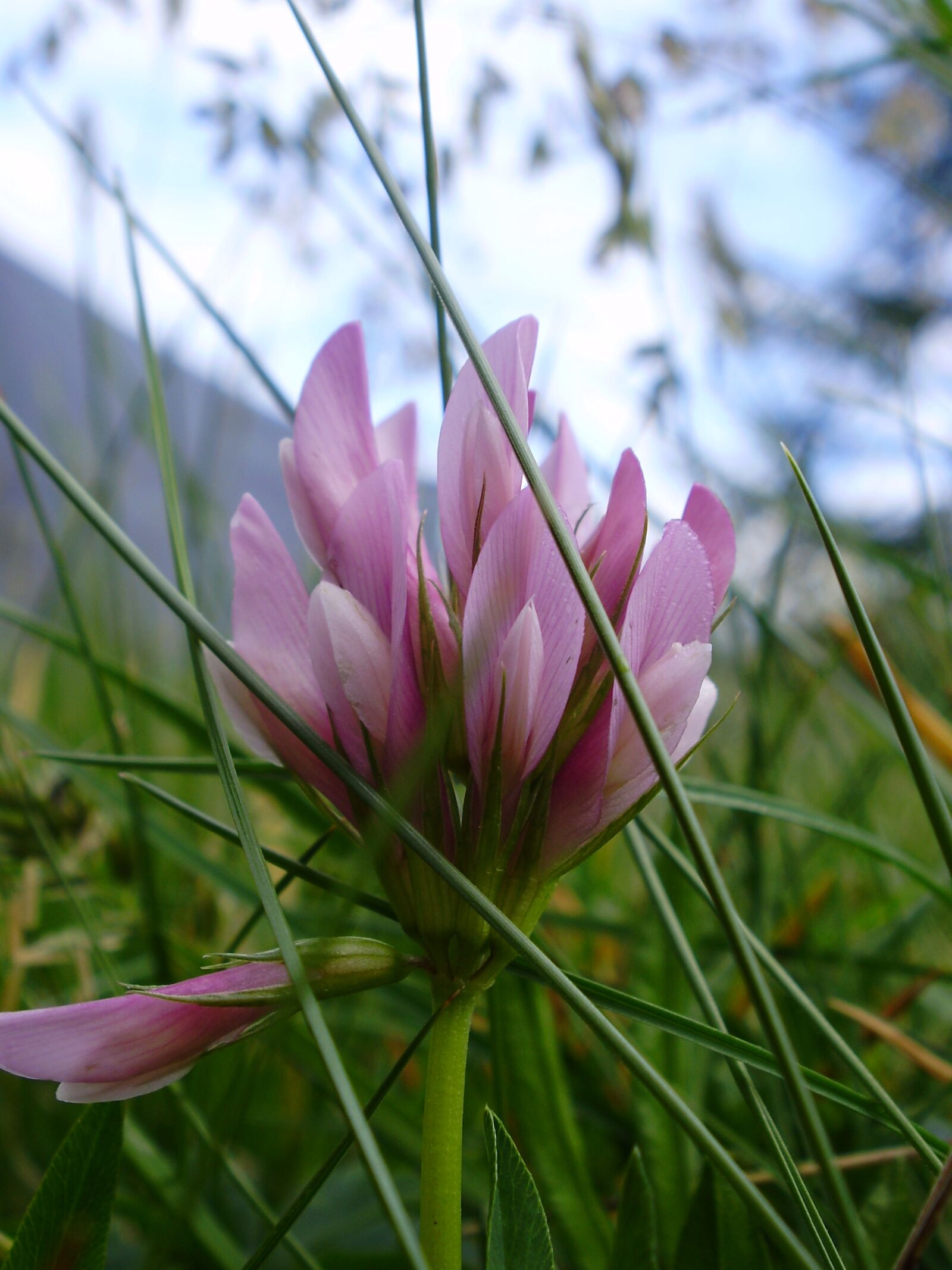 Olympus FE330,X845,C550 sample photo. Flower, grass, prato photography