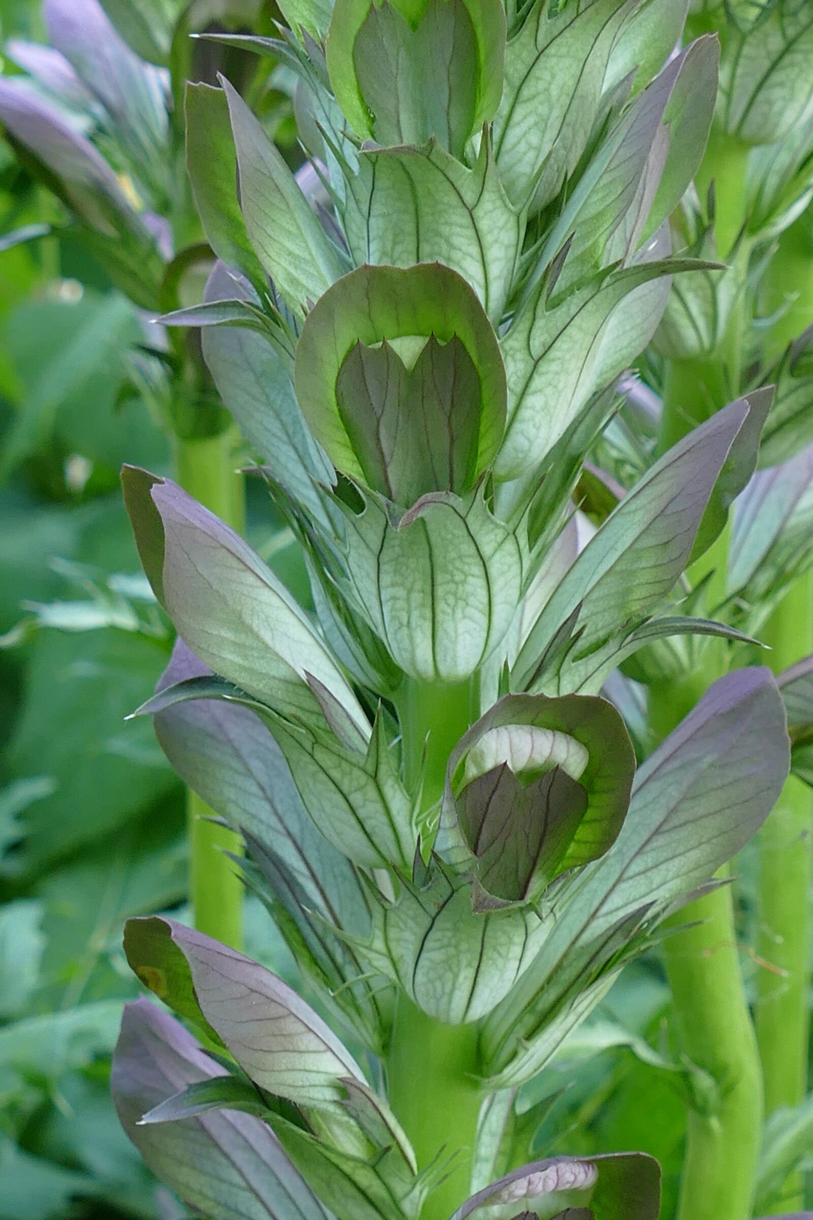 Panasonic Lumix DMC-FZ1000 sample photo. Acanthus, plant, flora photography