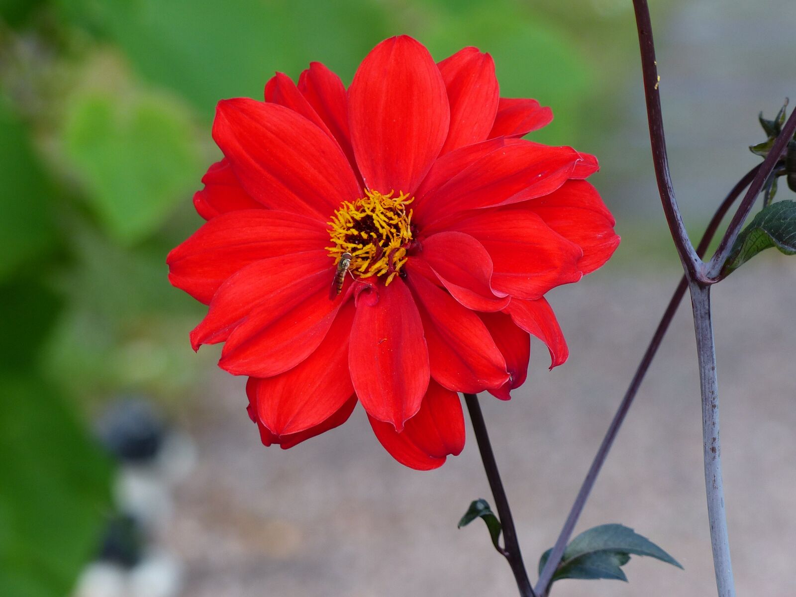 Panasonic Lumix DMC-FZ200 sample photo. Flower, red, insect photography