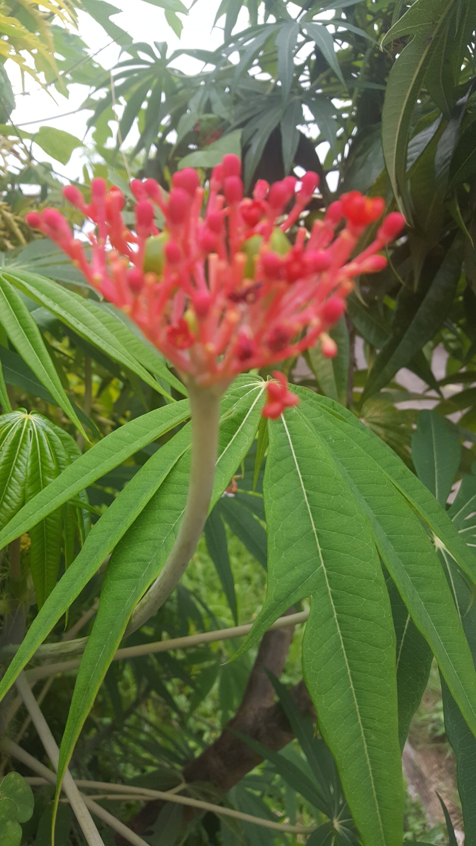 Samsung GALAXY S6 edge sample photo. Flower, nature, red photography
