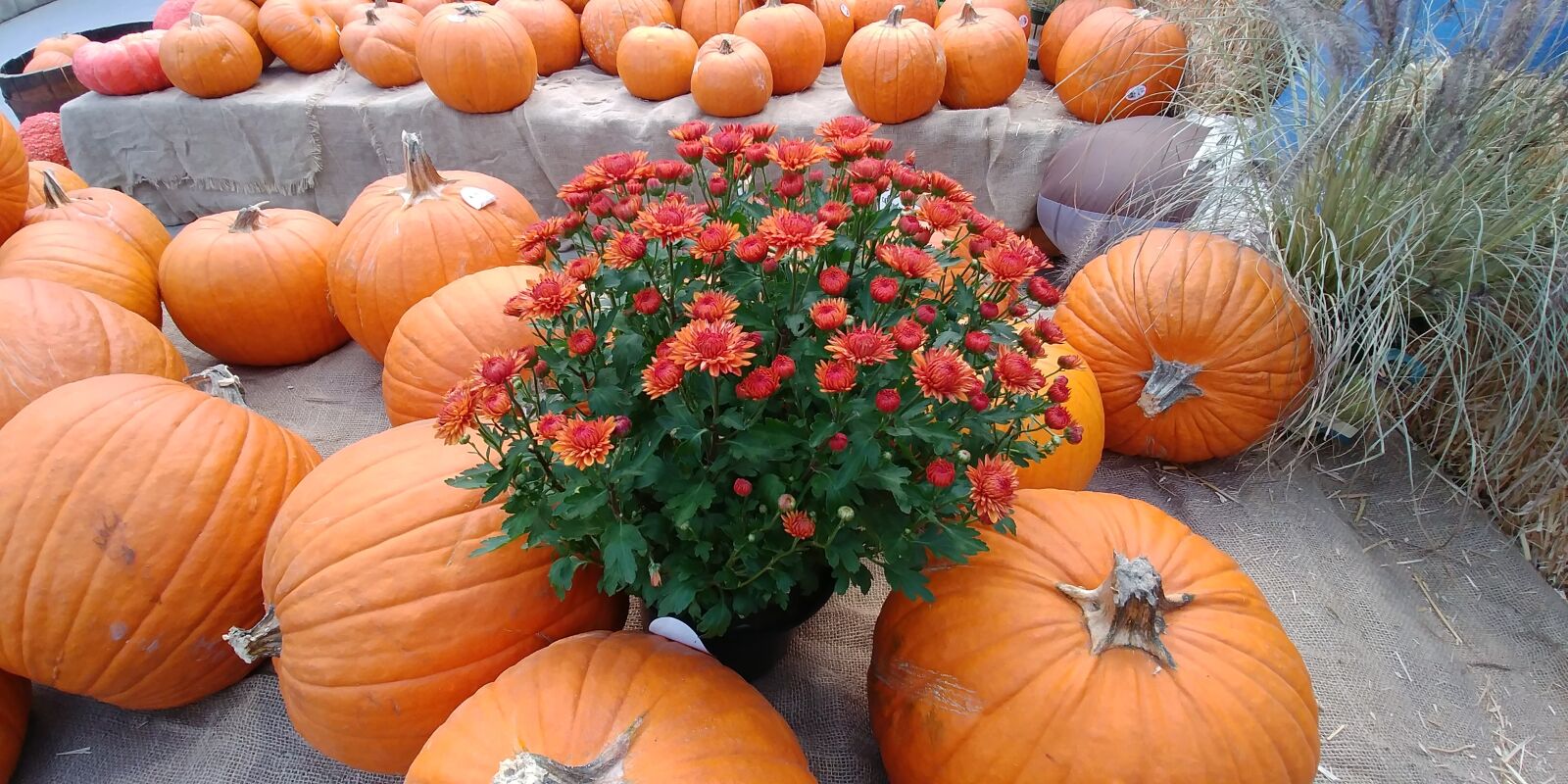 LG G6 sample photo. Autumn, chrysanthemum, orange photography
