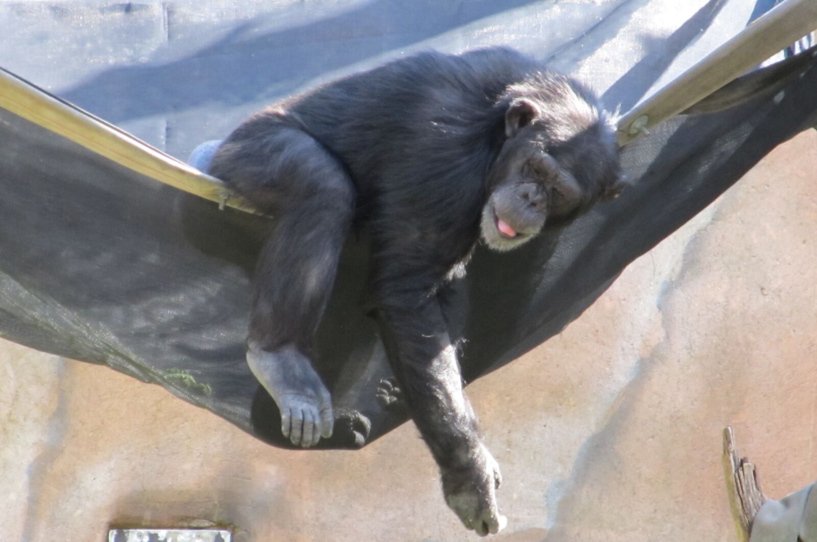 Canon PowerShot SX130 IS sample photo. Chimpanzee, monkey, ape photography