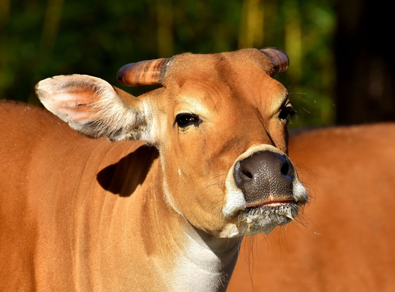 Nikon D7200 sample photo. Banteng, beef, bos javanicus photography