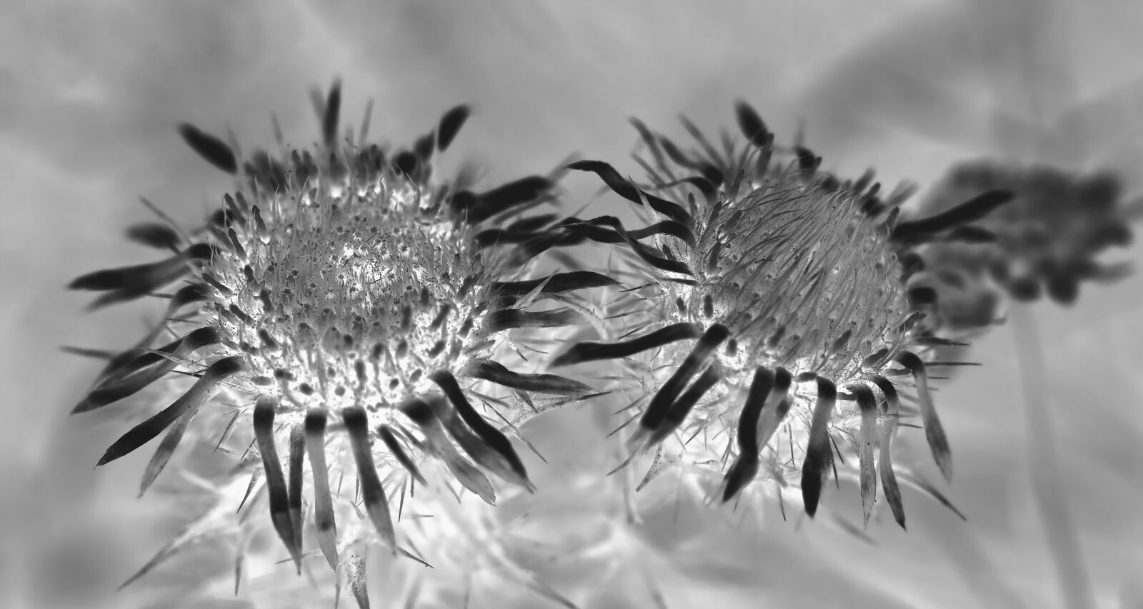 Olympus M.Zuiko Digital ED 60mm F2.8 Macro sample photo. Silver thistle, carlina acaulis photography