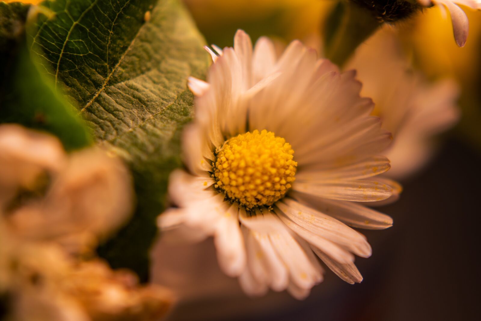 Nikon D5300 sample photo. Daisy, flower, nature photography