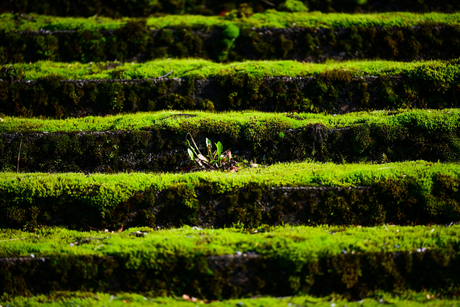 Nikon Nikkor Z 70-200mm F2.8 VR S sample photo. Stairs of green photography