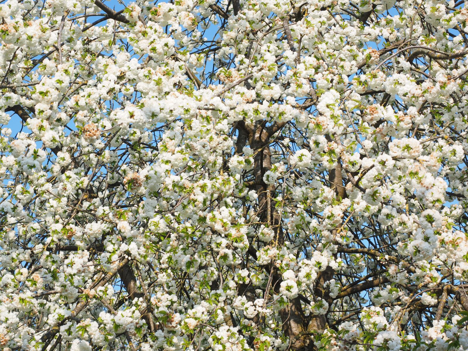Olympus OM-D E-M1 + Olympus M.Zuiko Digital ED 12-40mm F2.8 Pro sample photo. Cherry blossom, white, cherry photography