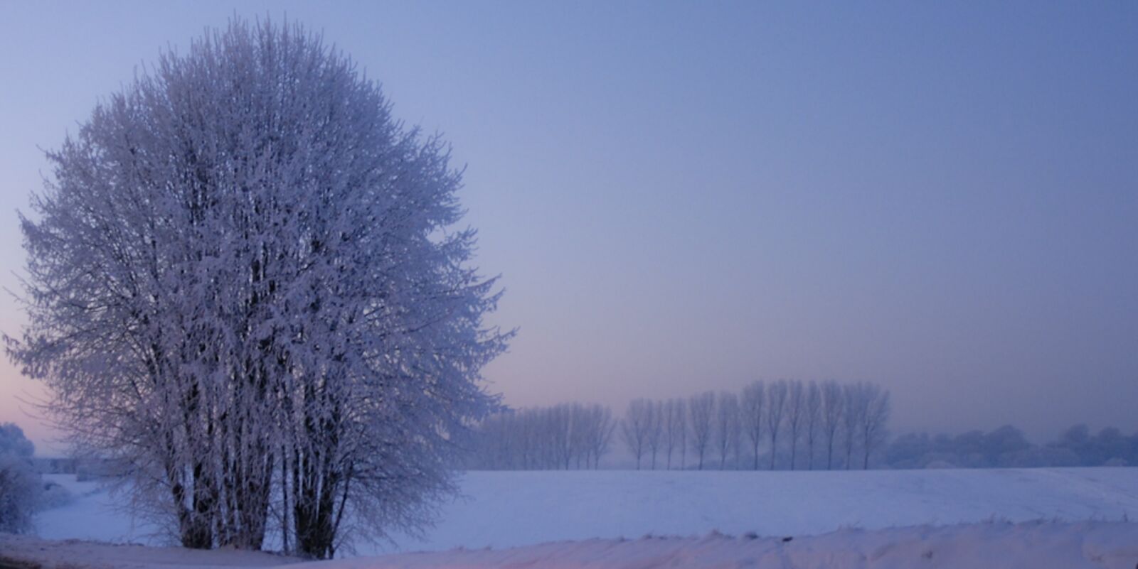Nikon D200 sample photo. Tree, winter, snow photography