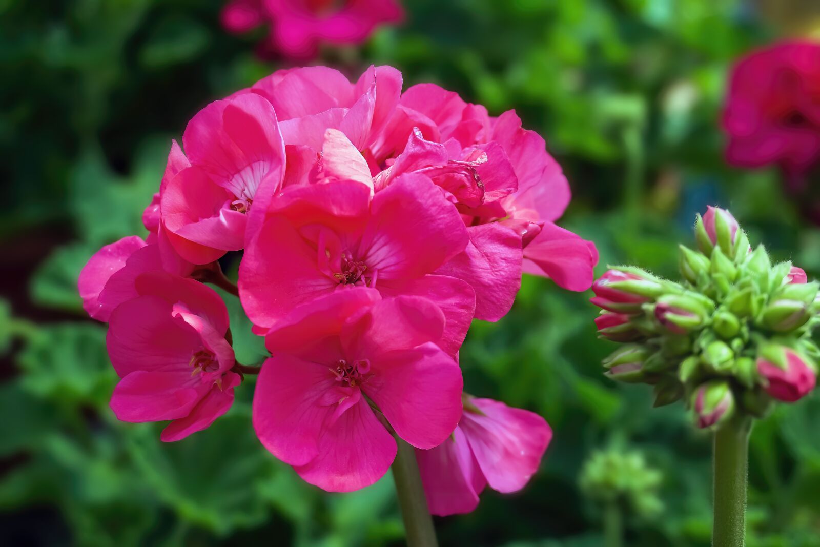 Sony a6300 sample photo. Geranium, flower, garden photography