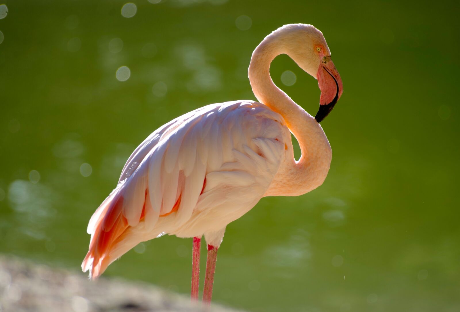 Pentax K-30 sample photo. Flamingo, bird, water bird photography