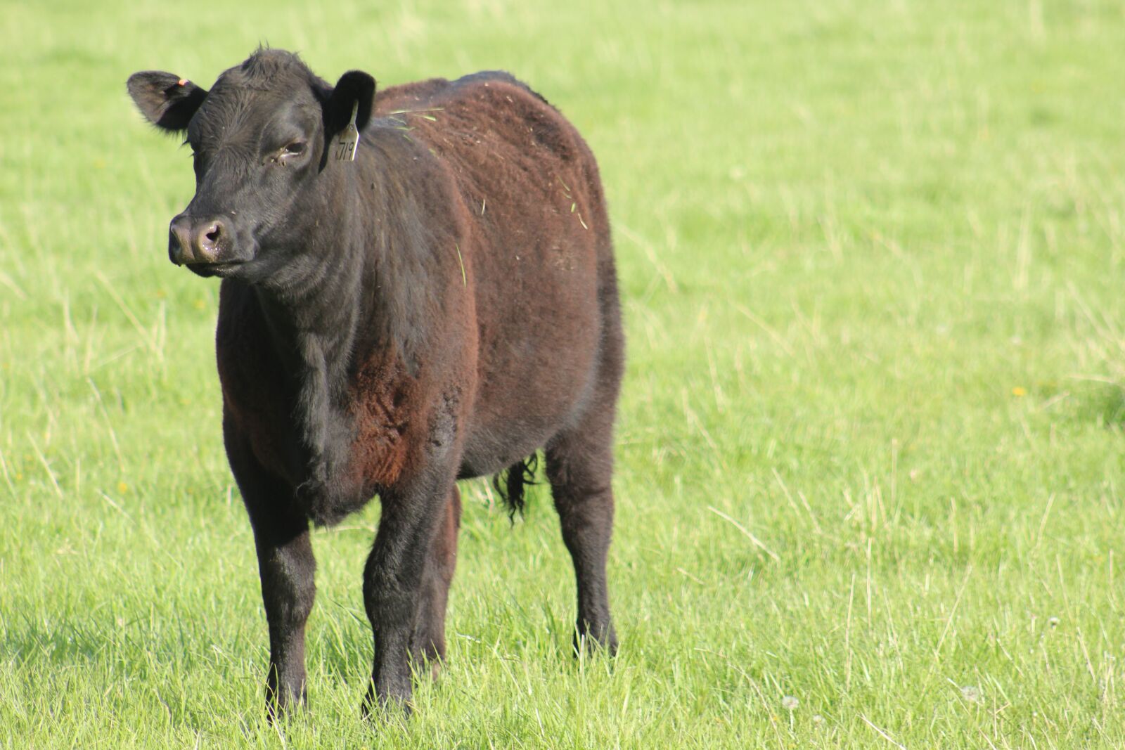 Canon EOS 1300D (EOS Rebel T6 / EOS Kiss X80) sample photo. Mammal, grass, cattle photography