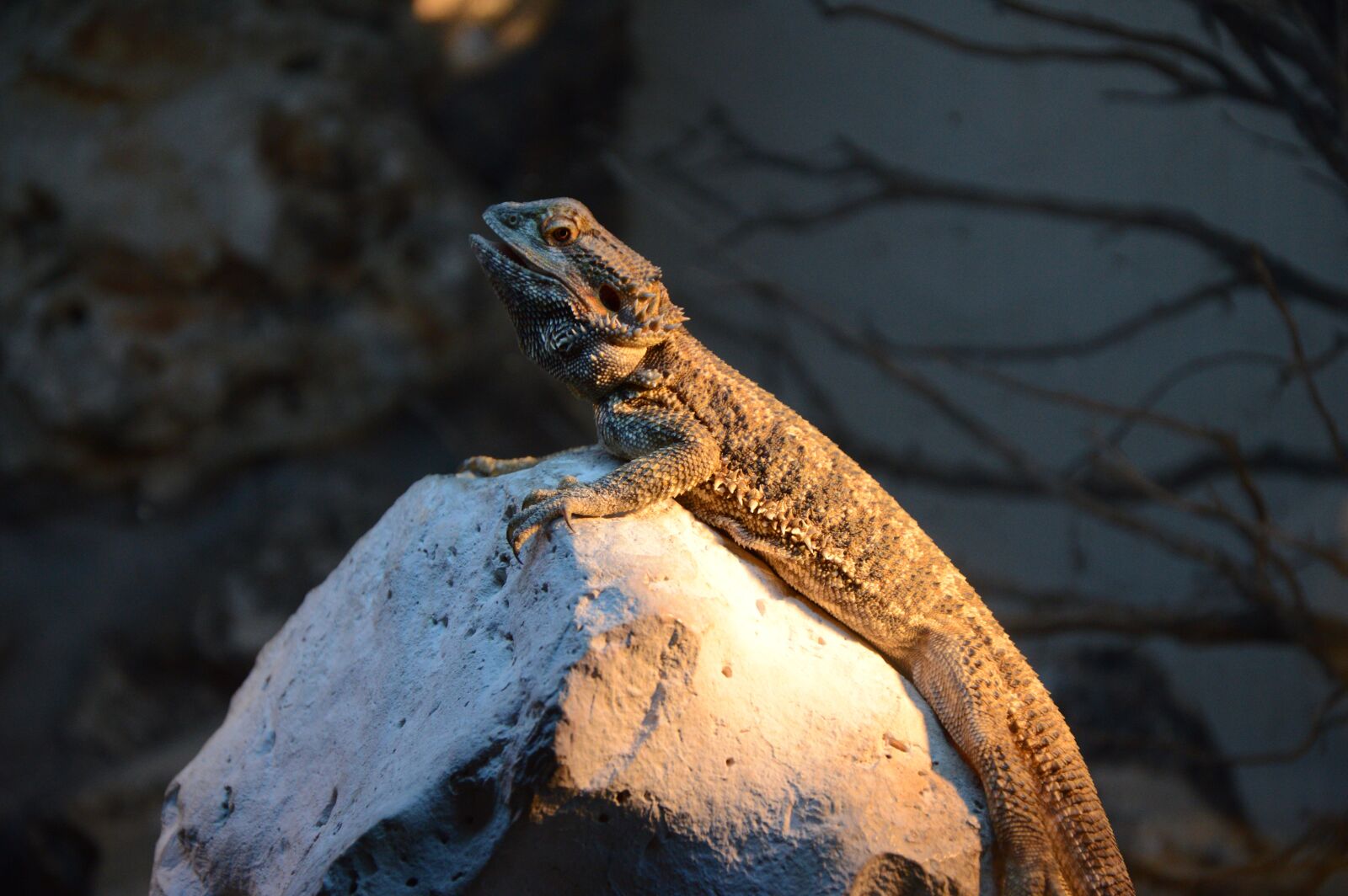 Nikon D3200 sample photo. Iguana, calm, nature photography