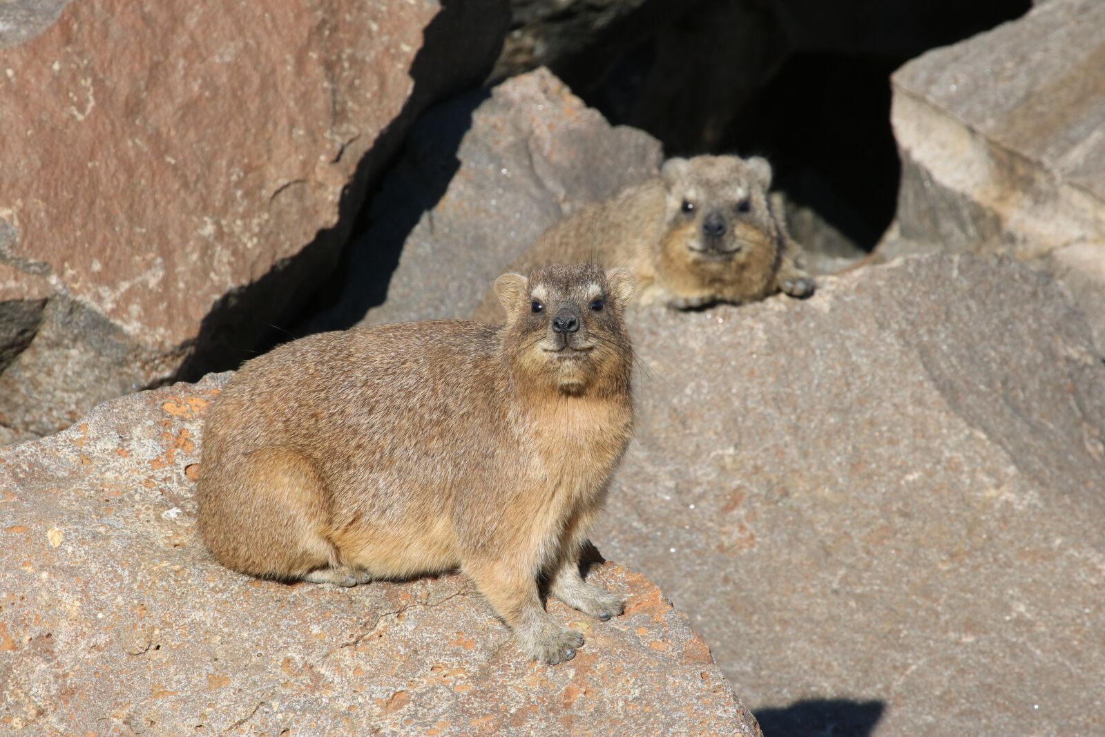 Canon EOS 760D (EOS Rebel T6s / EOS 8000D) sample photo. The, hyrax, marmot photography