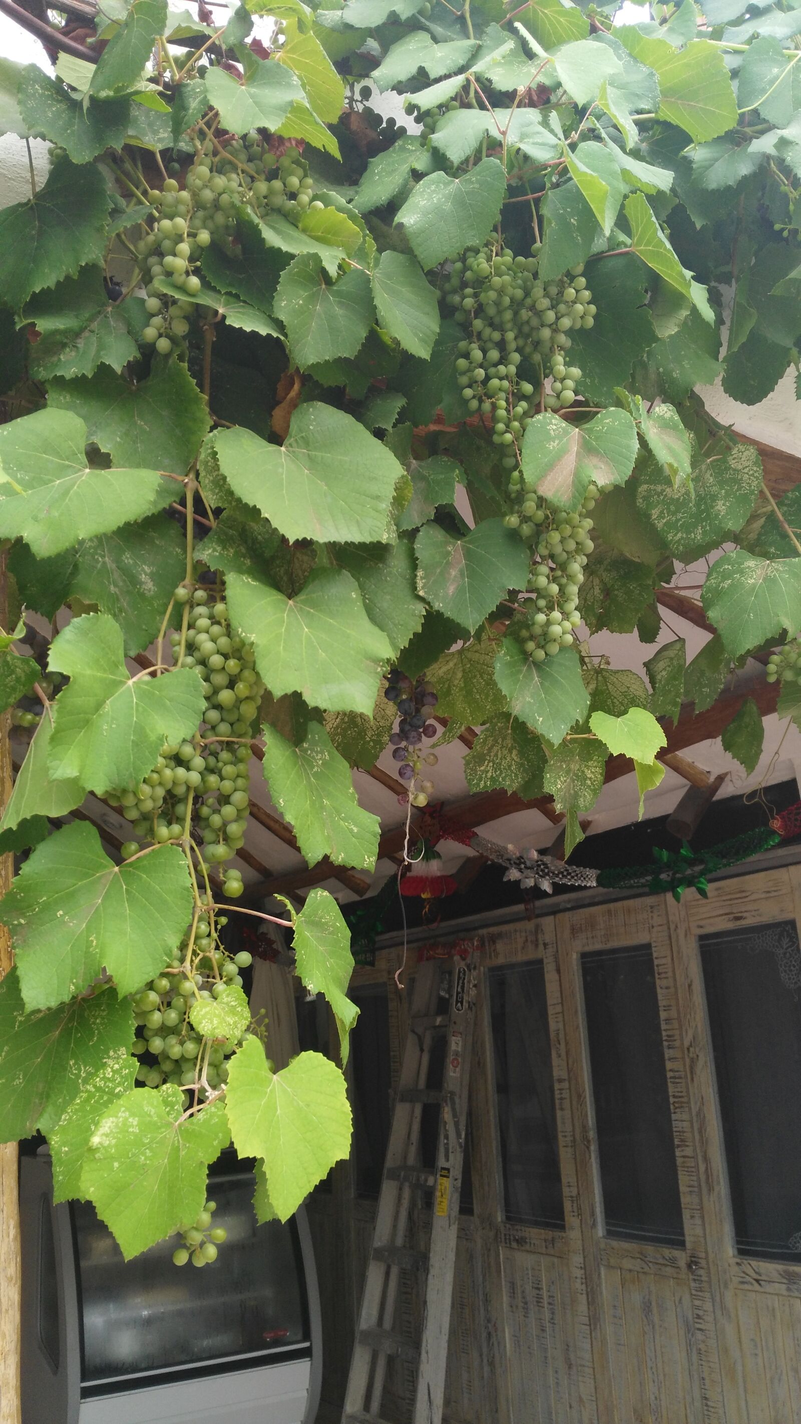 HUAWEI G7-L03 sample photo. Grapes, town, fruit photography