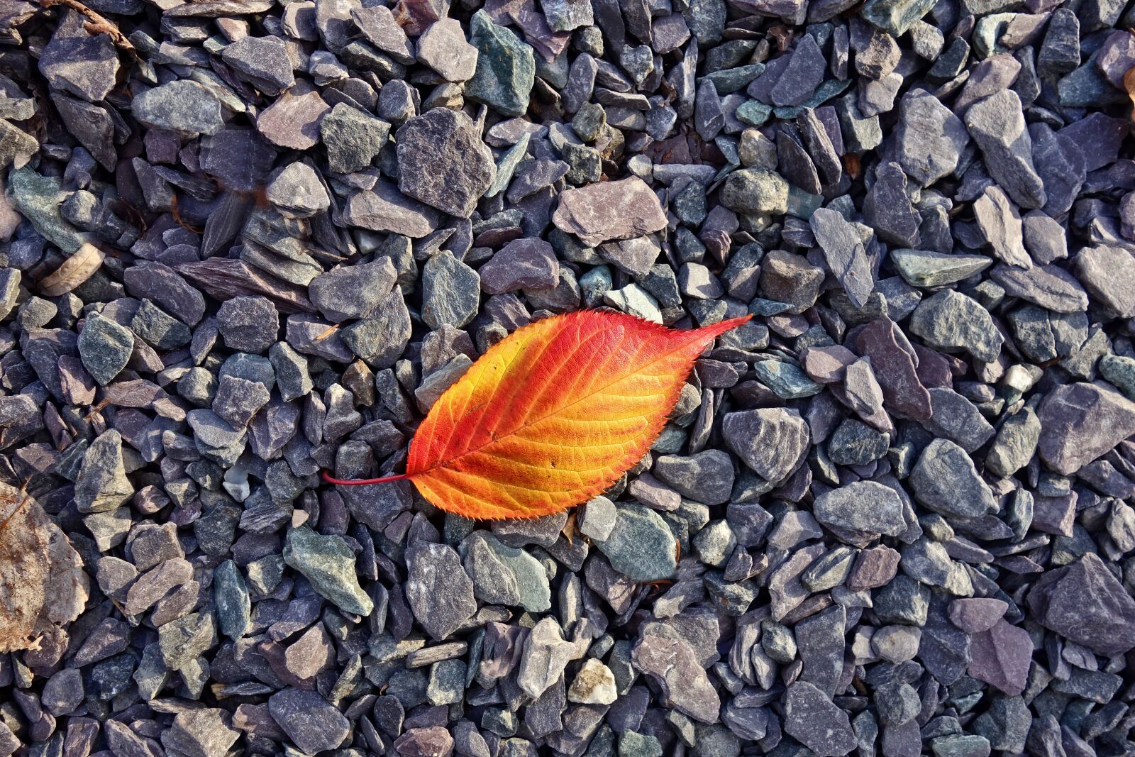 Sony Cyber-shot DSC-RX100 sample photo. Leaf, autumn leaf, red photography