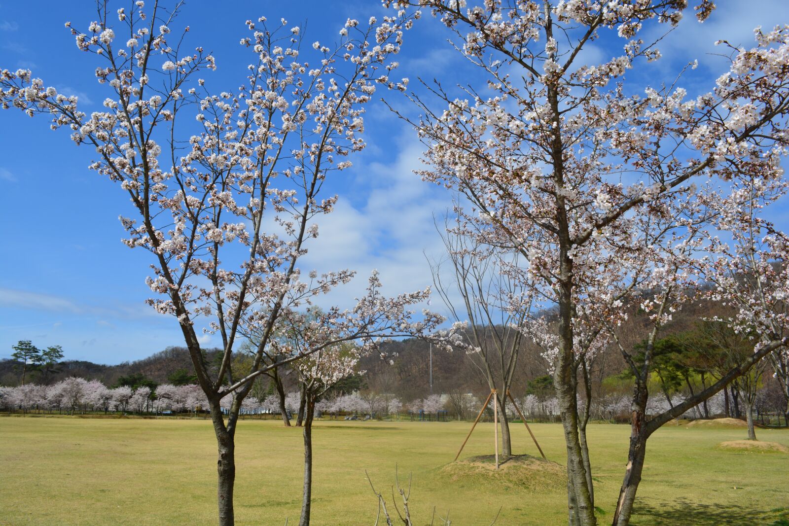 Nikon D5200 sample photo. Beoc flowers, spring, landscape photography