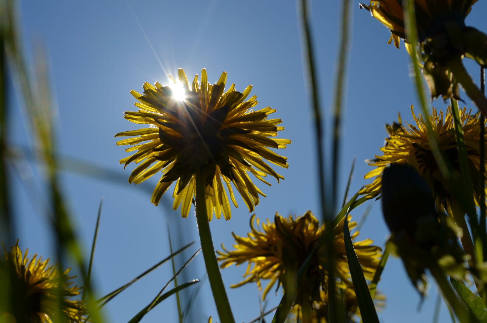 Nikon D5100 sample photo. Sun, dandelion, grass photography