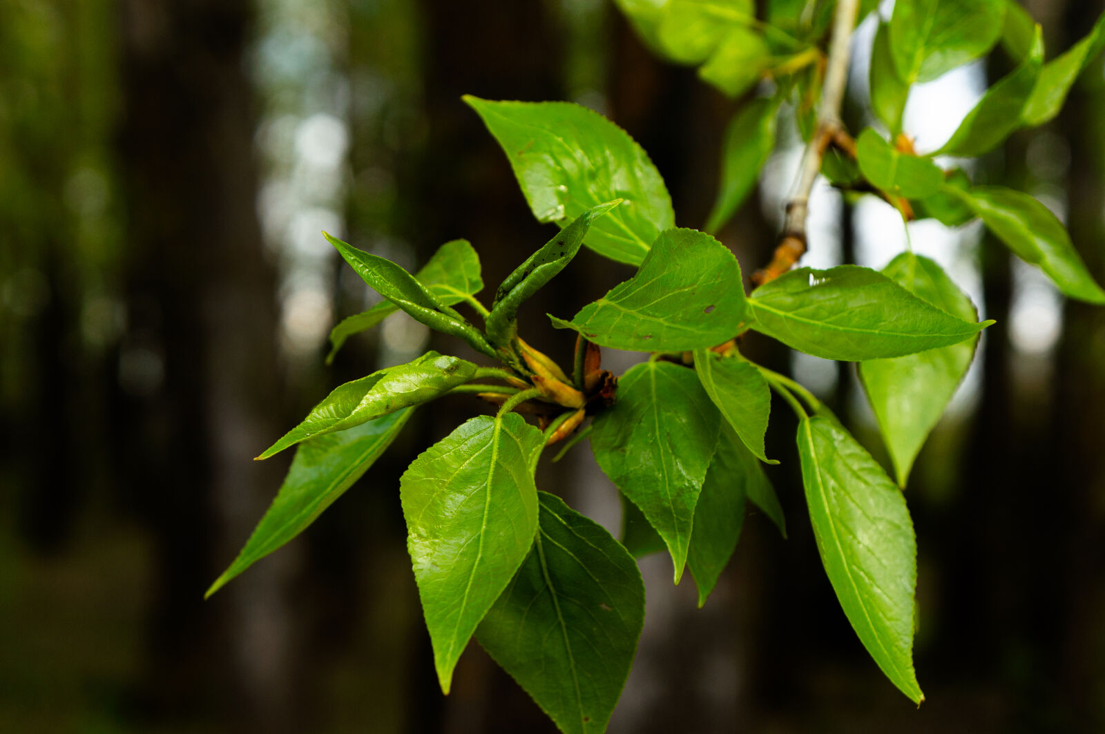 Sony Alpha NEX-5N sample photo. Balsam poplar photography