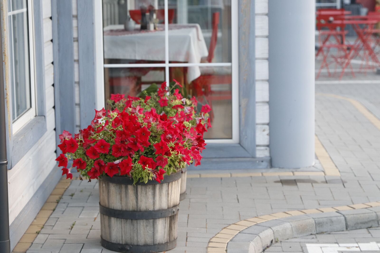 Canon EF 24-70mm F2.8L II USM sample photo. Petunias, flowers, summer photography
