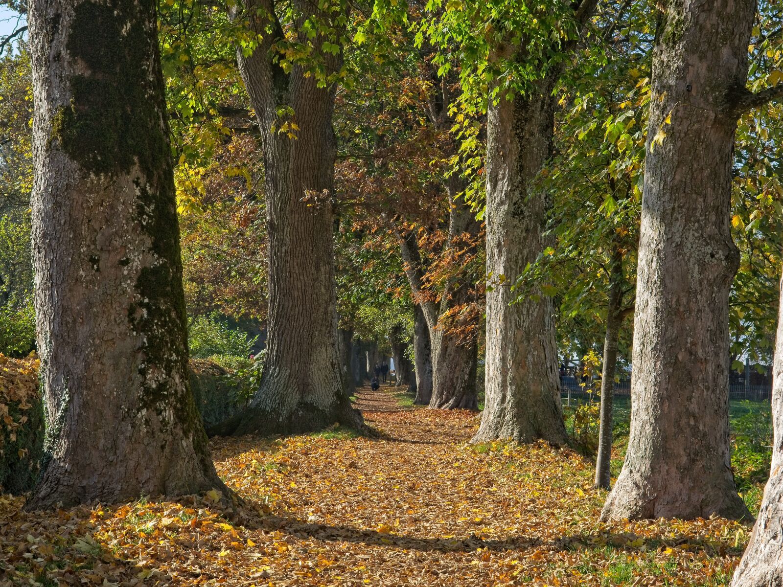 Nikon D7100 sample photo. Autumn, trees, away photography