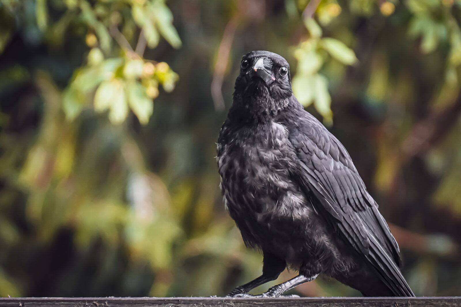 Nikon D7200 sample photo. Raven bird, young animal photography