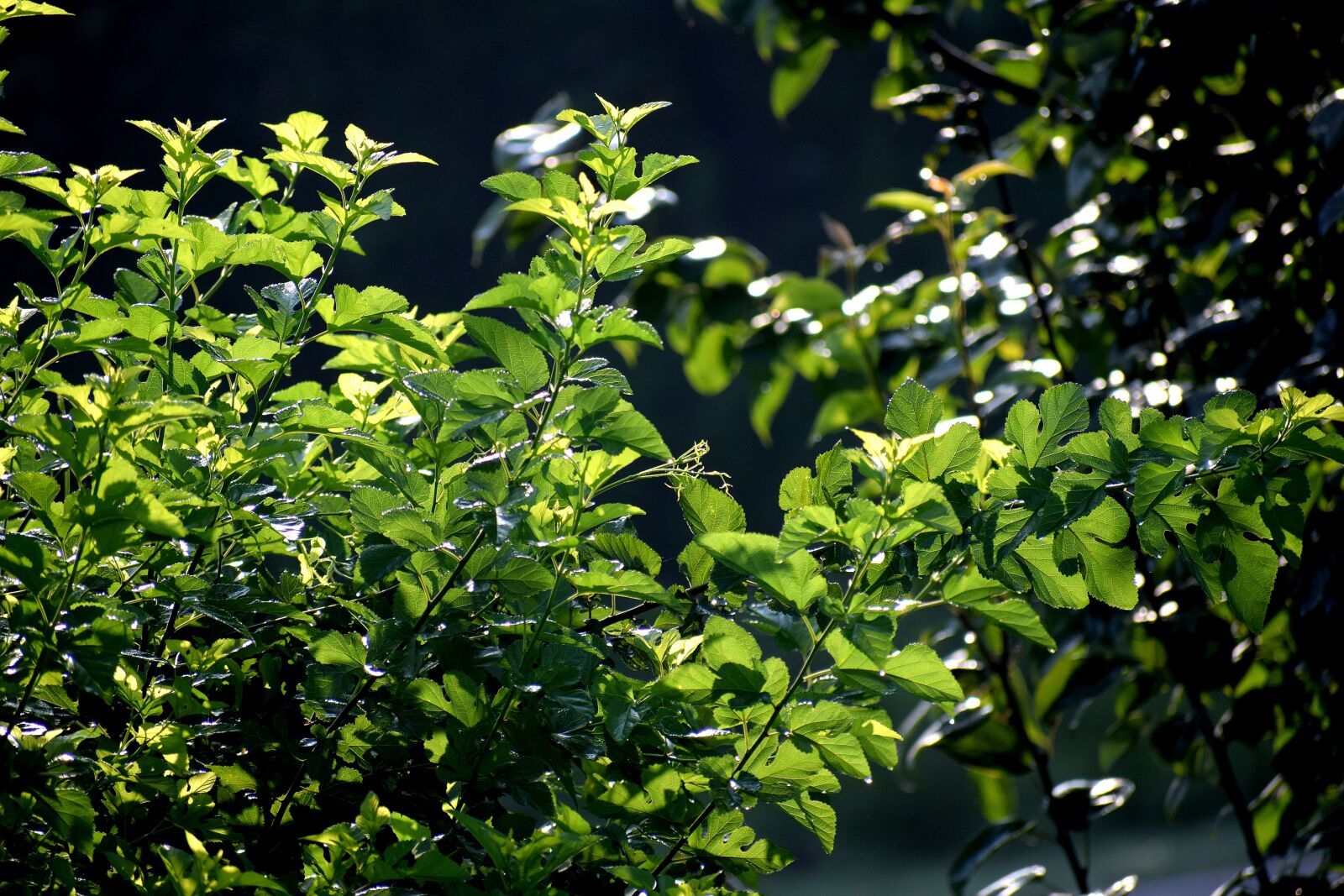 Nikon D3300 sample photo. Tree, plant, leaves photography