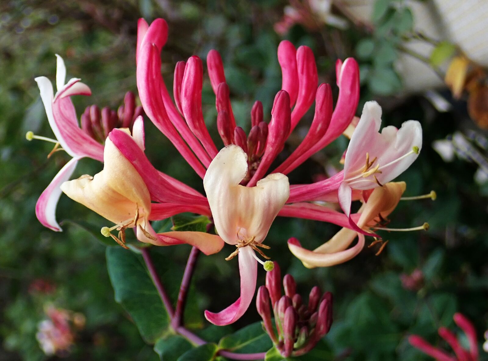 Olympus TG-5 sample photo. Flower, honeysuckle, perfume photography