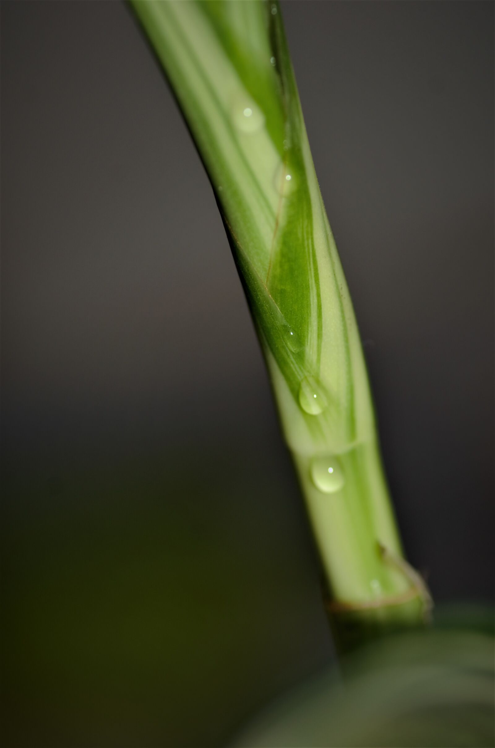 Nikon D7000 sample photo. D7000, first, macro, green photography