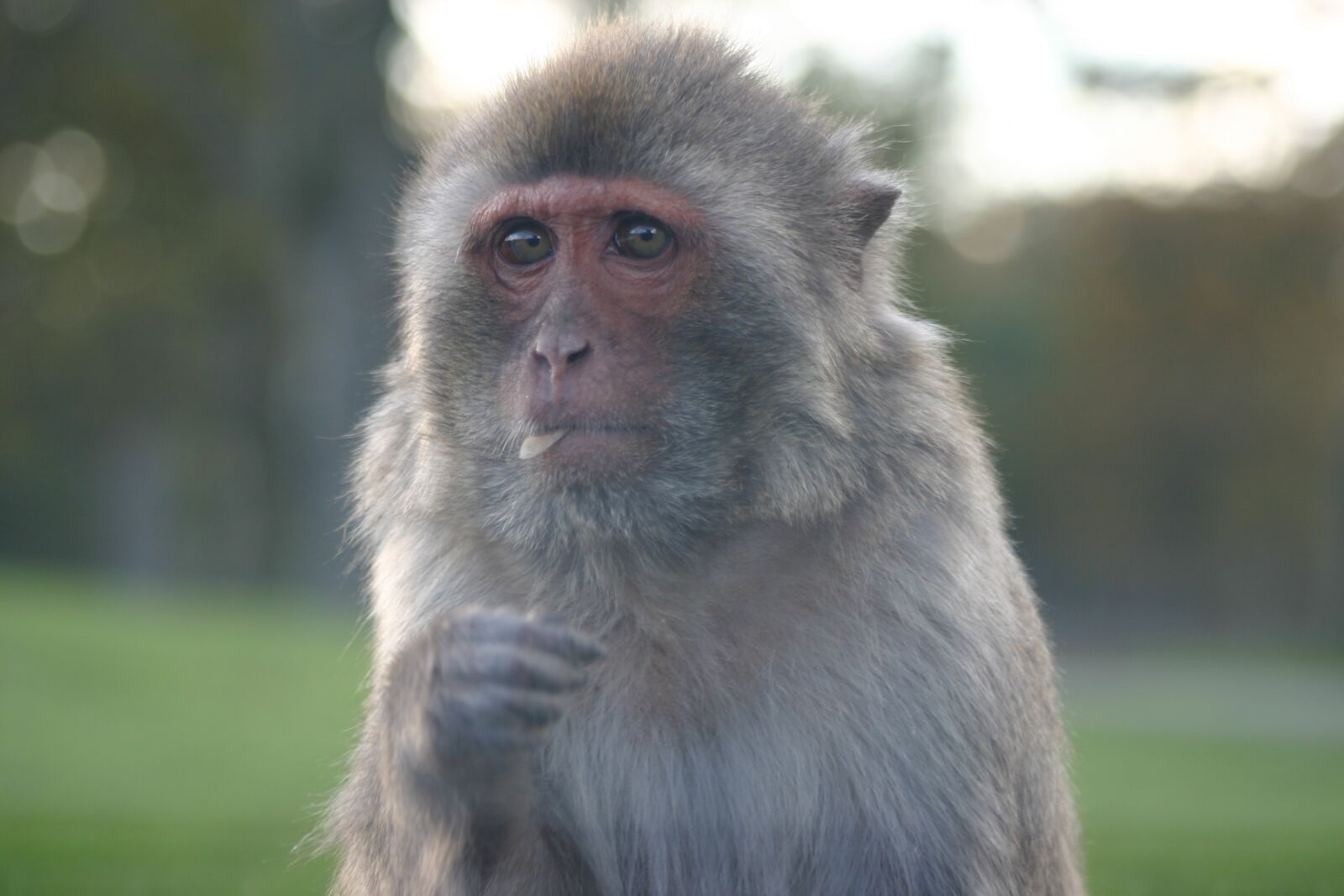 Canon EOS 300D (EOS Digital Rebel / EOS Kiss Digital) sample photo. Monkey, close, zoo photography