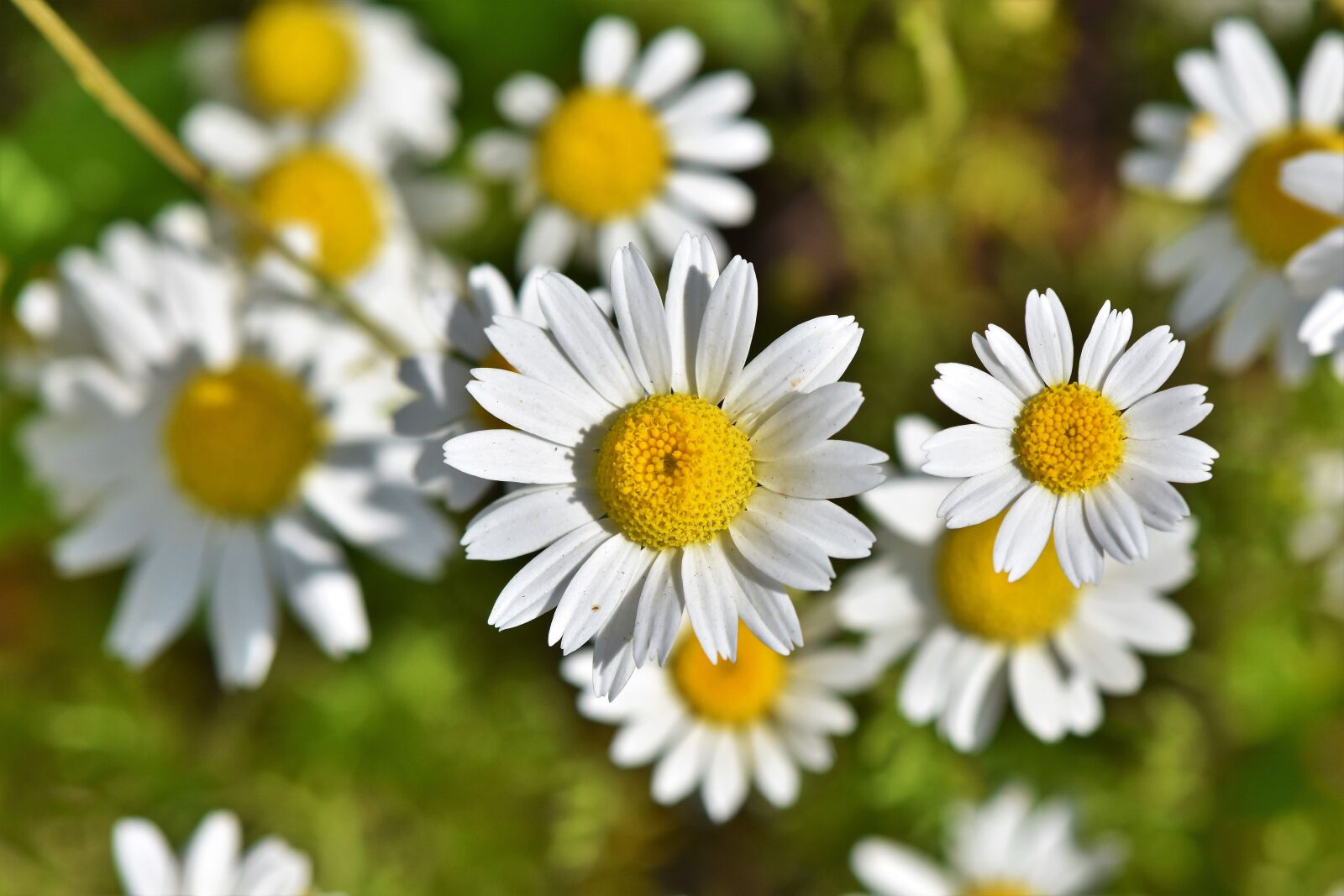Nikon D7200 sample photo. Marguerite, marguerite meadow, pointed photography