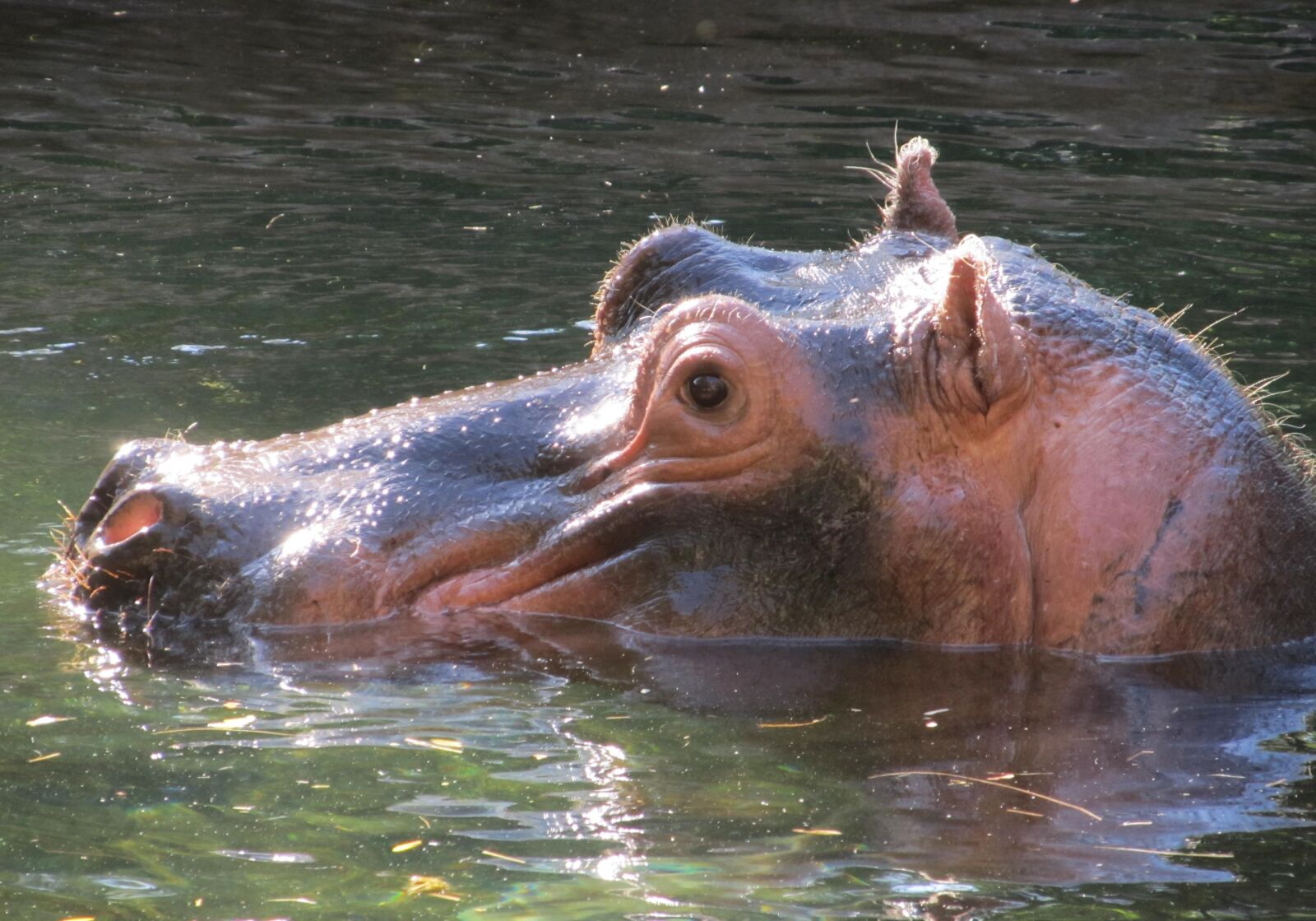 Canon PowerShot SX130 IS sample photo. Hippopotamus, hippo, portrait photography