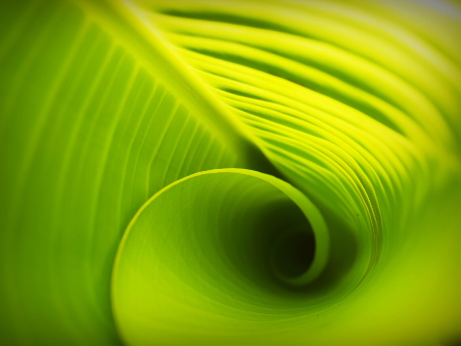 Olympus E-300 (EVOLT E-300) sample photo. Background, banana, leaves, drop photography
