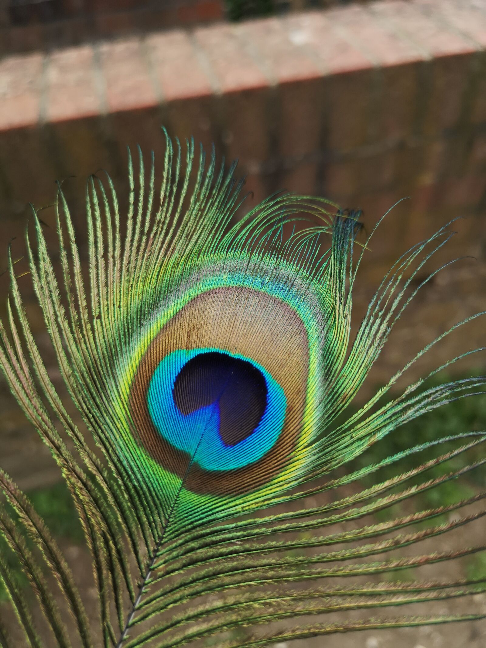 HUAWEI CLT-L29 sample photo. Peacock, blue, bird photography