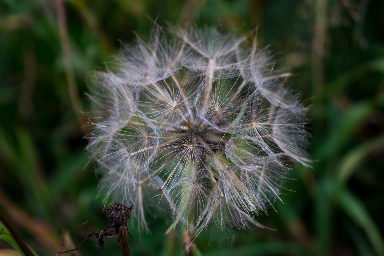 Canon EOS 200D (EOS Rebel SL2 / EOS Kiss X9) sample photo. Dandelion, flower, plant photography