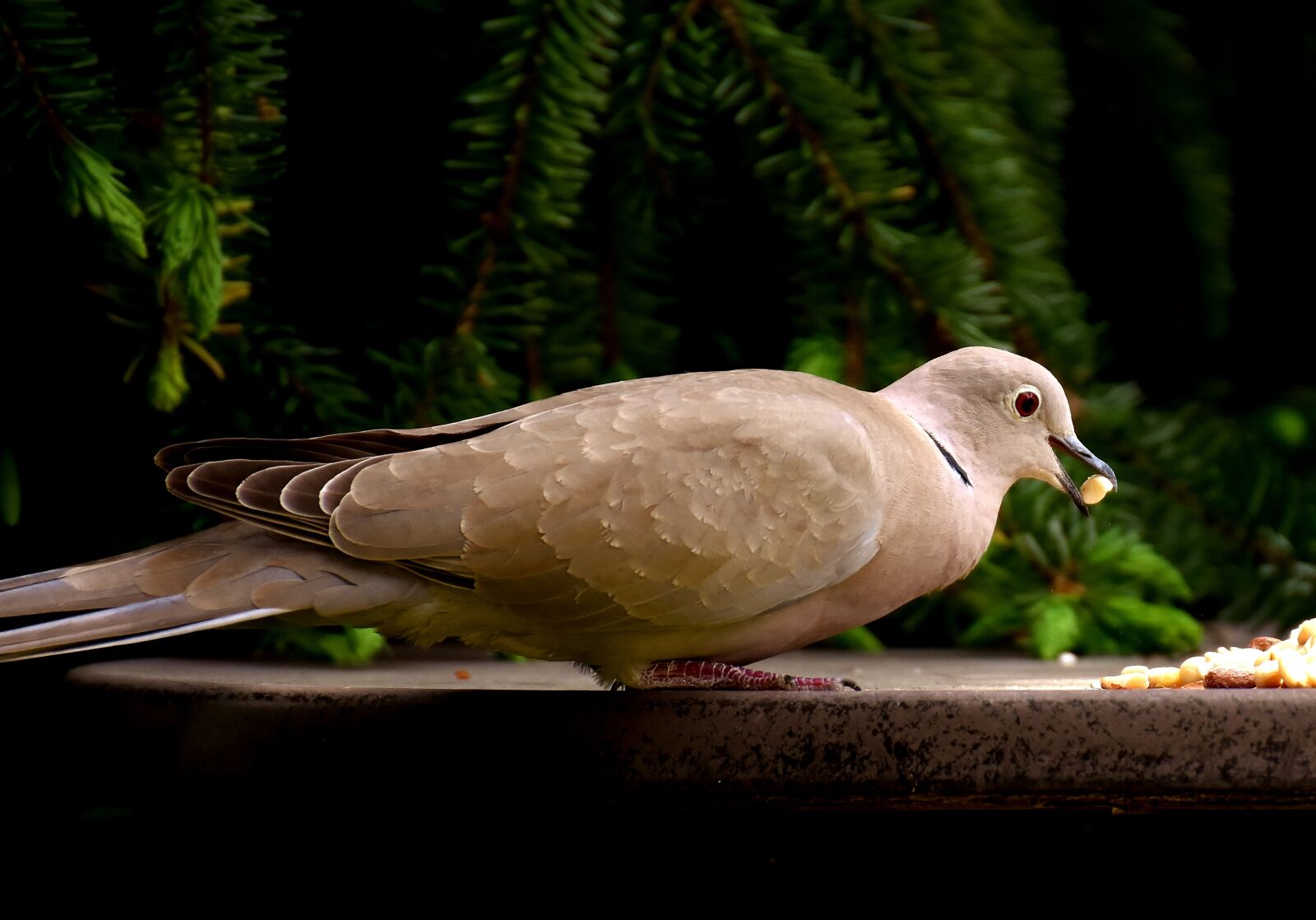 Nikon D7200 sample photo. Dove, eat, peanuts photography