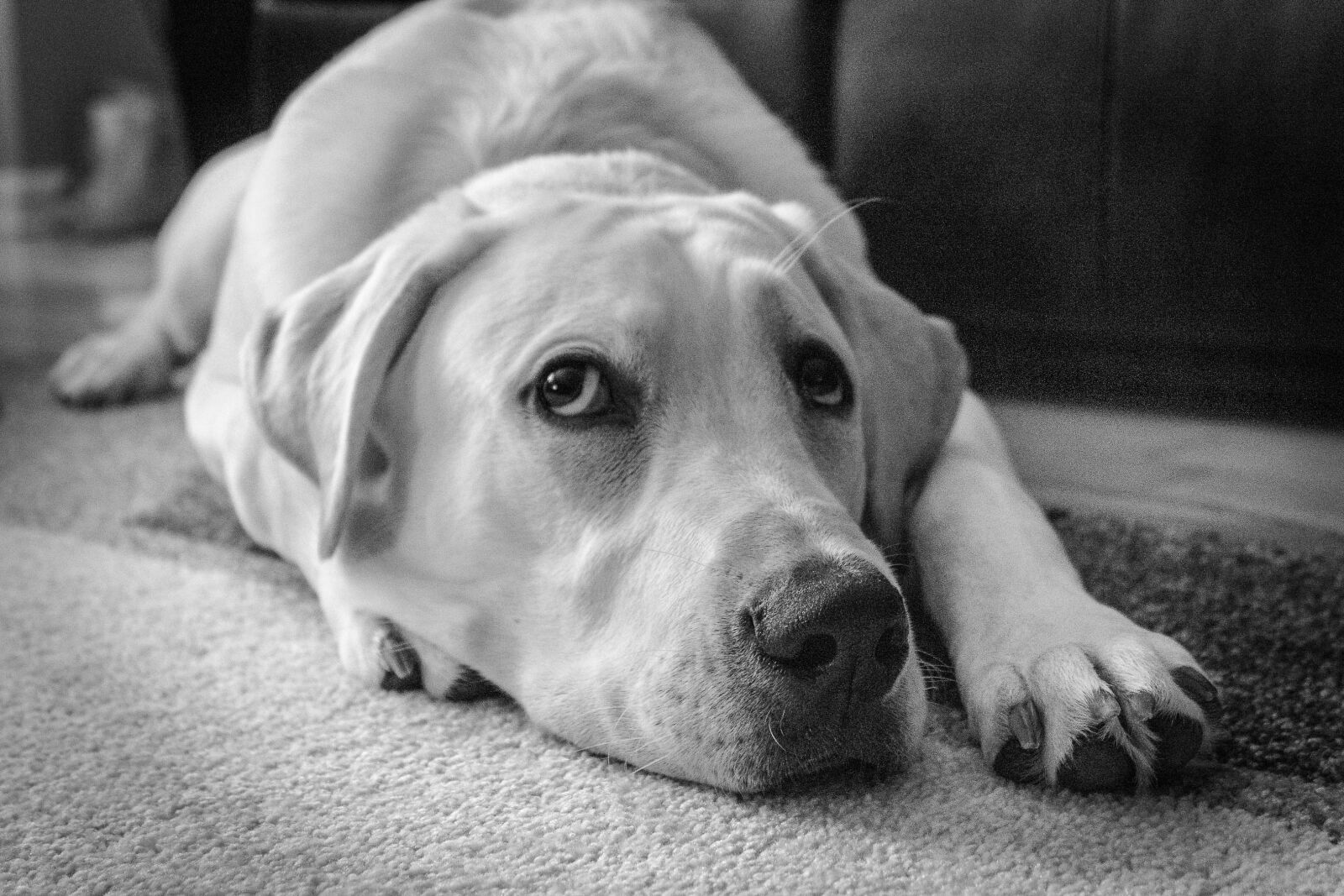 Canon EOS 1300D (EOS Rebel T6 / EOS Kiss X80) sample photo. Black and white, monochrome photography